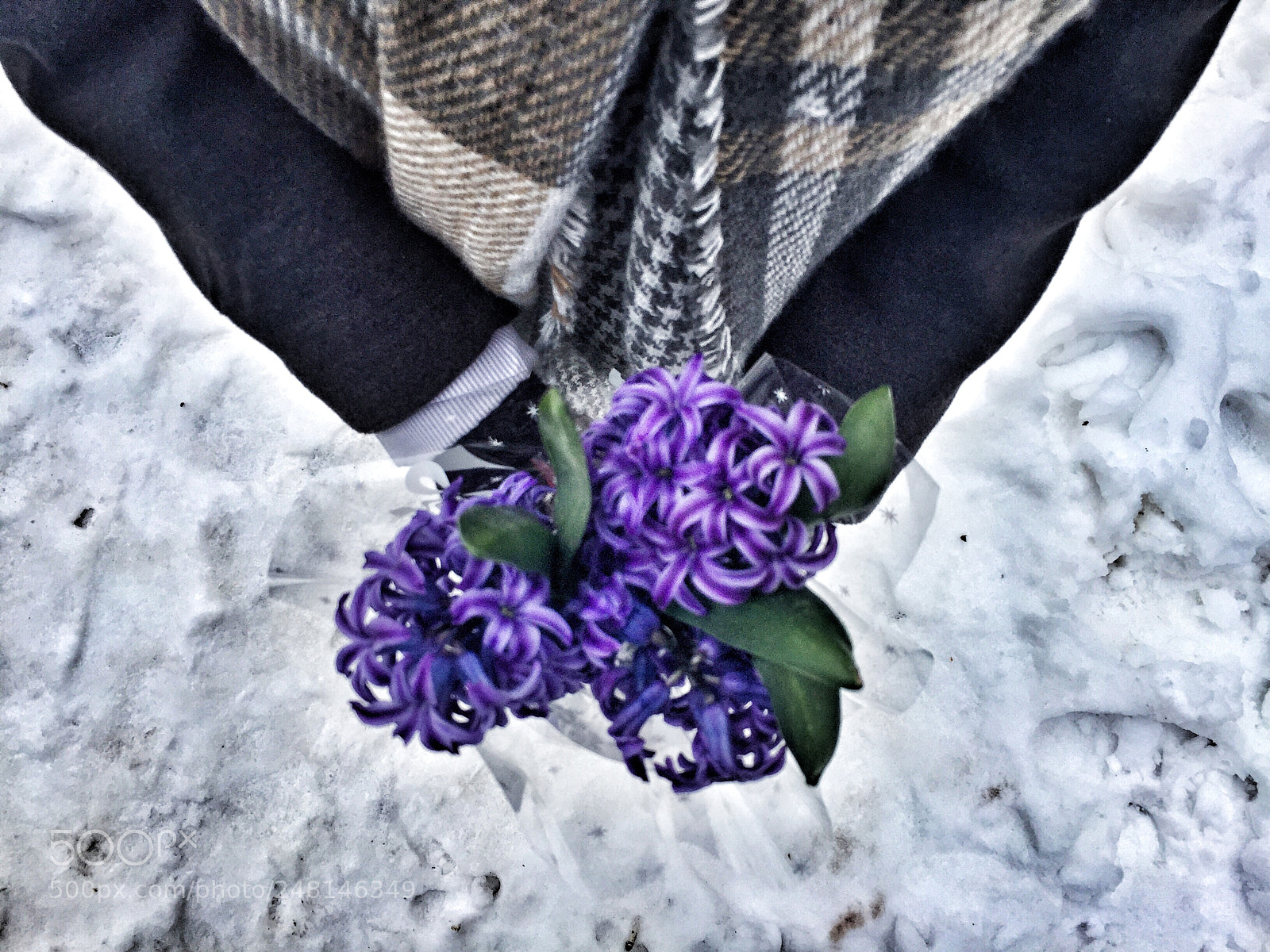 Apple iPhone 6 sample photo. Flowers in snow. photography