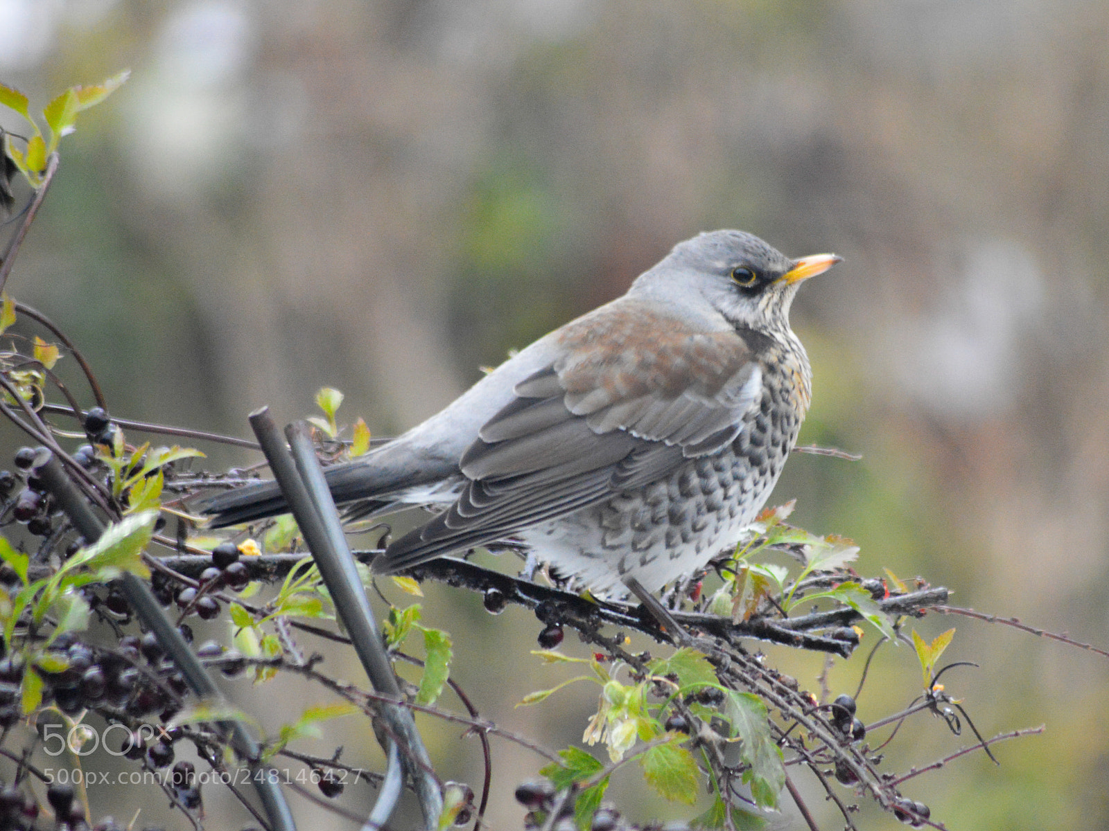 Nikon D3200 sample photo. Fieldfare in garden photography