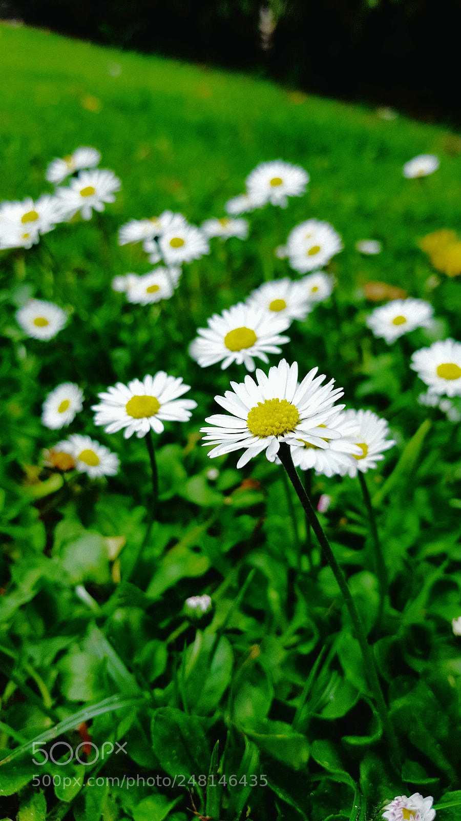 Samsung GALAXY S6 edge sample photo. Untitled photography
