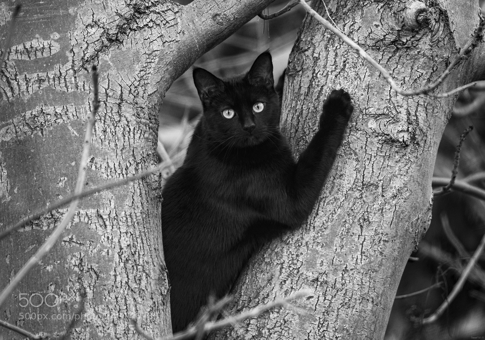 Nikon D850 sample photo. I see you.... photography