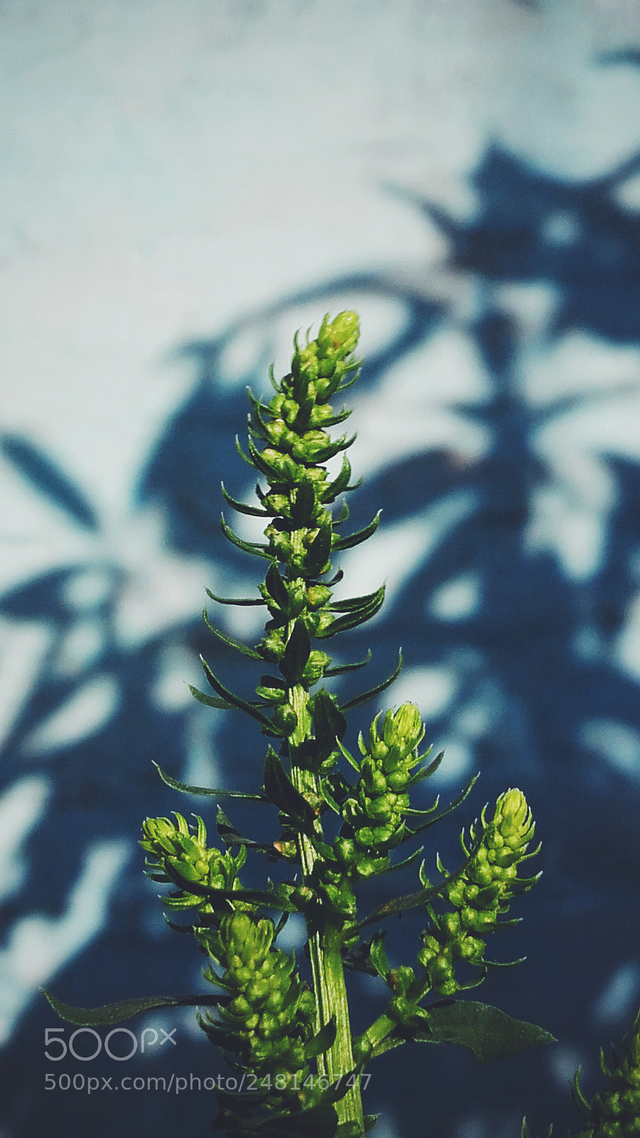 Samsung Galaxy Grand Prime sample photo. Processed with vsco with photography