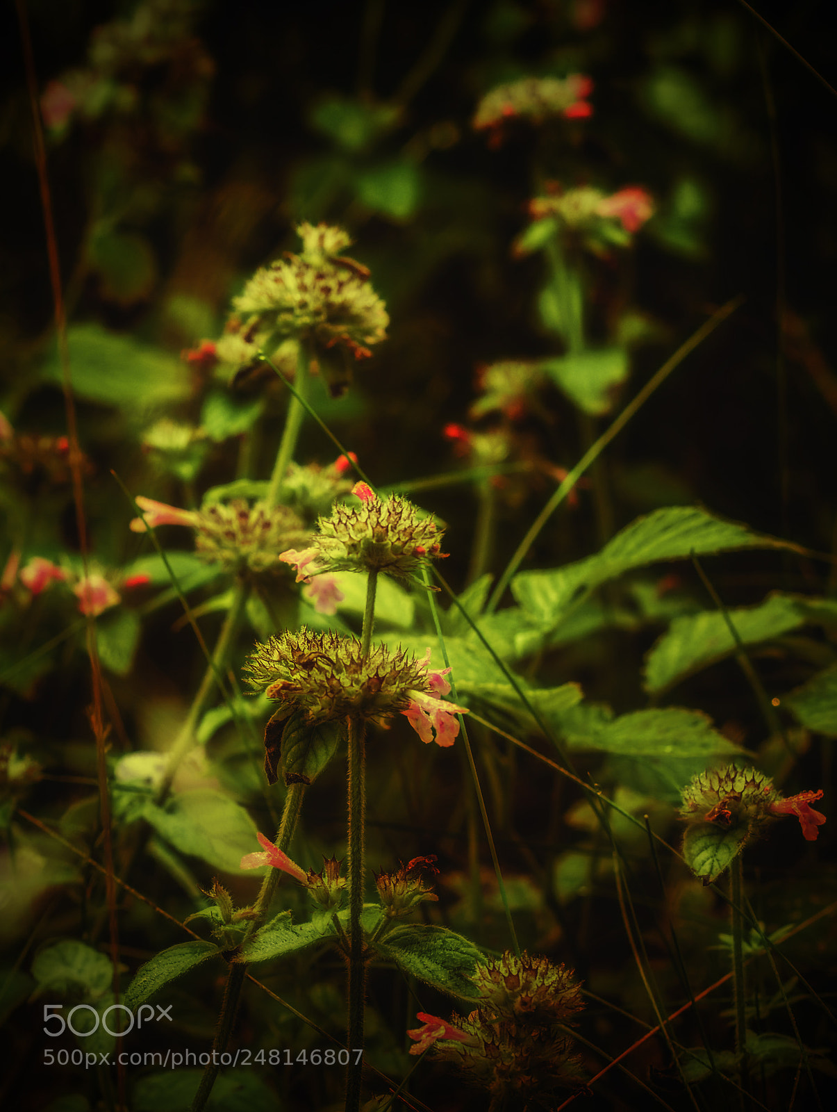 Nikon D7100 sample photo. Green & red photography