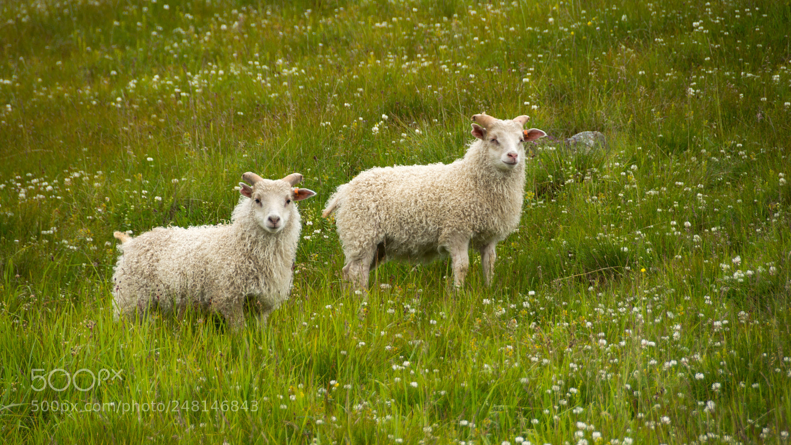 Nikon D7100 sample photo. Flowered meadow twins photography