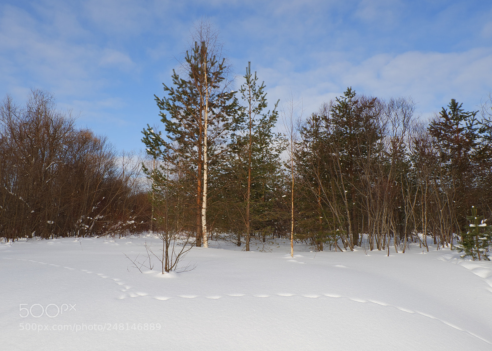 Fujifilm X-A10 sample photo. Winter forest photography