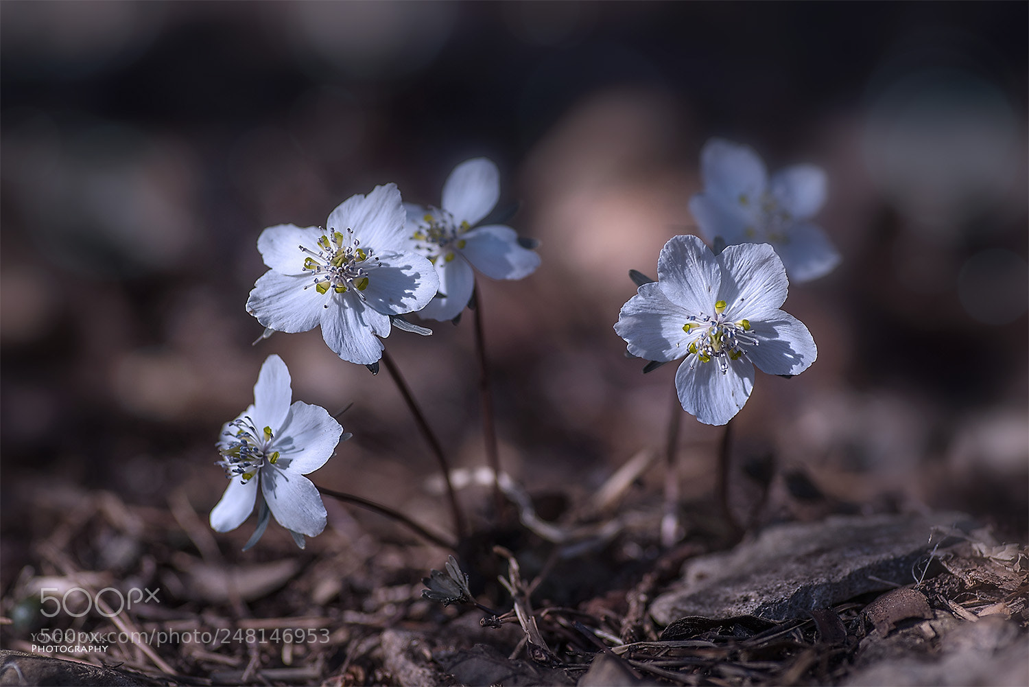 Pentax K-1 sample photo. Early spring at the photography