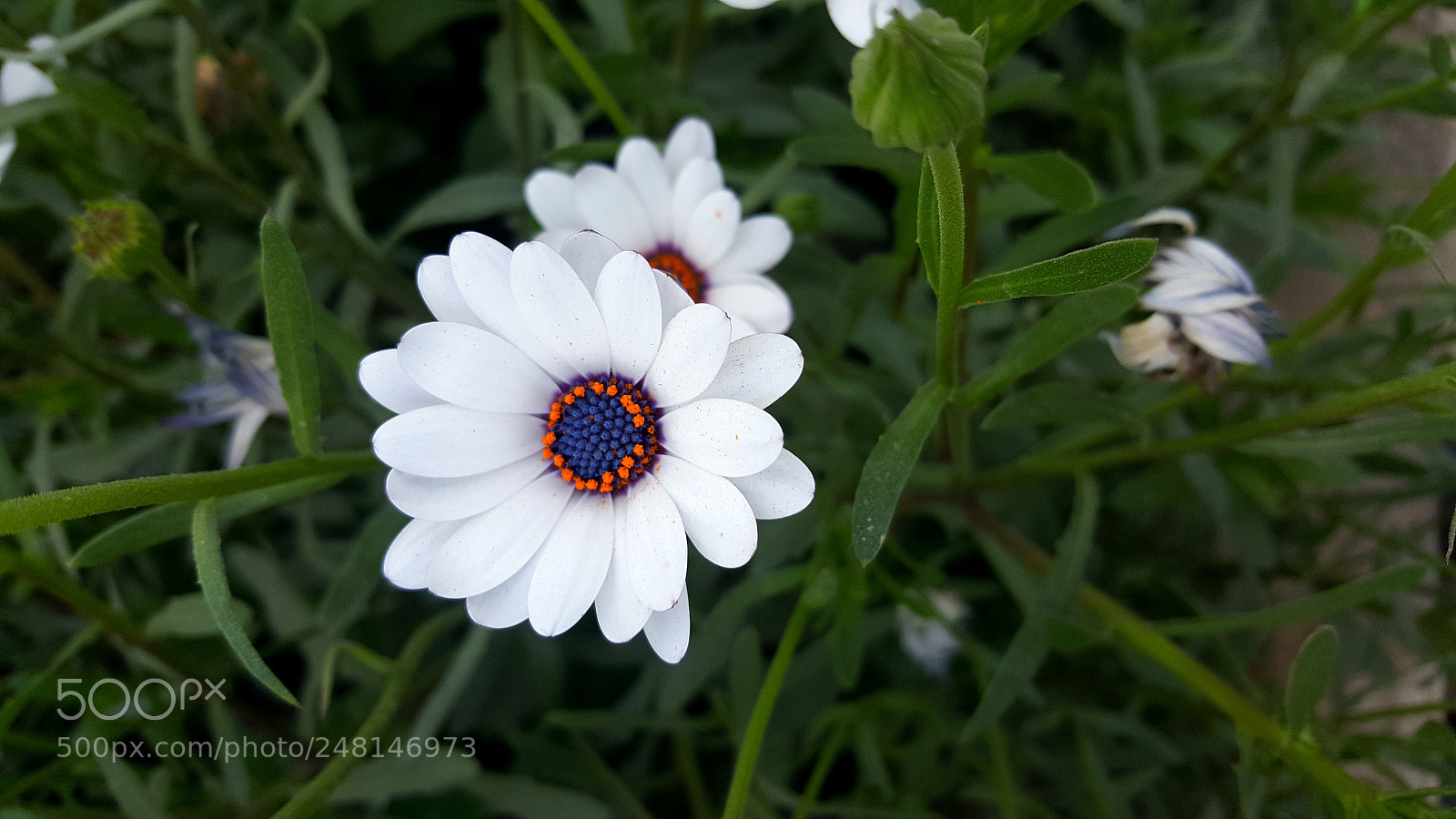Samsung GALAXY S6 edge sample photo. Beauty white photography