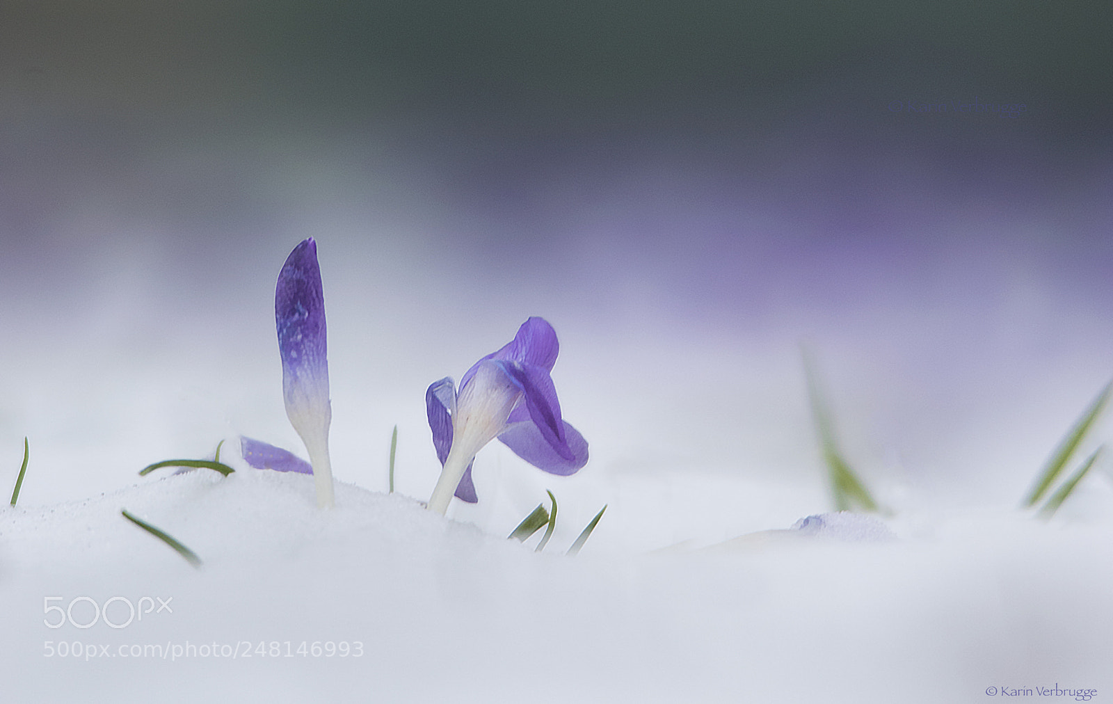 Nikon D5300 sample photo. Last snow of winter photography