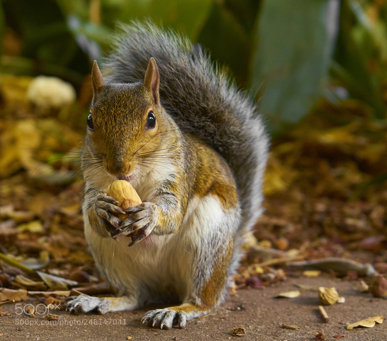 Sony a7 II sample photo. Squirrel eating photography