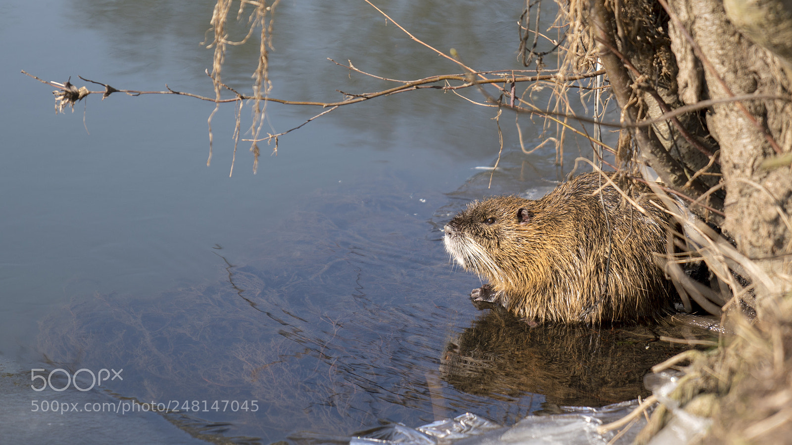 Sony a7R III sample photo. Nutria photography
