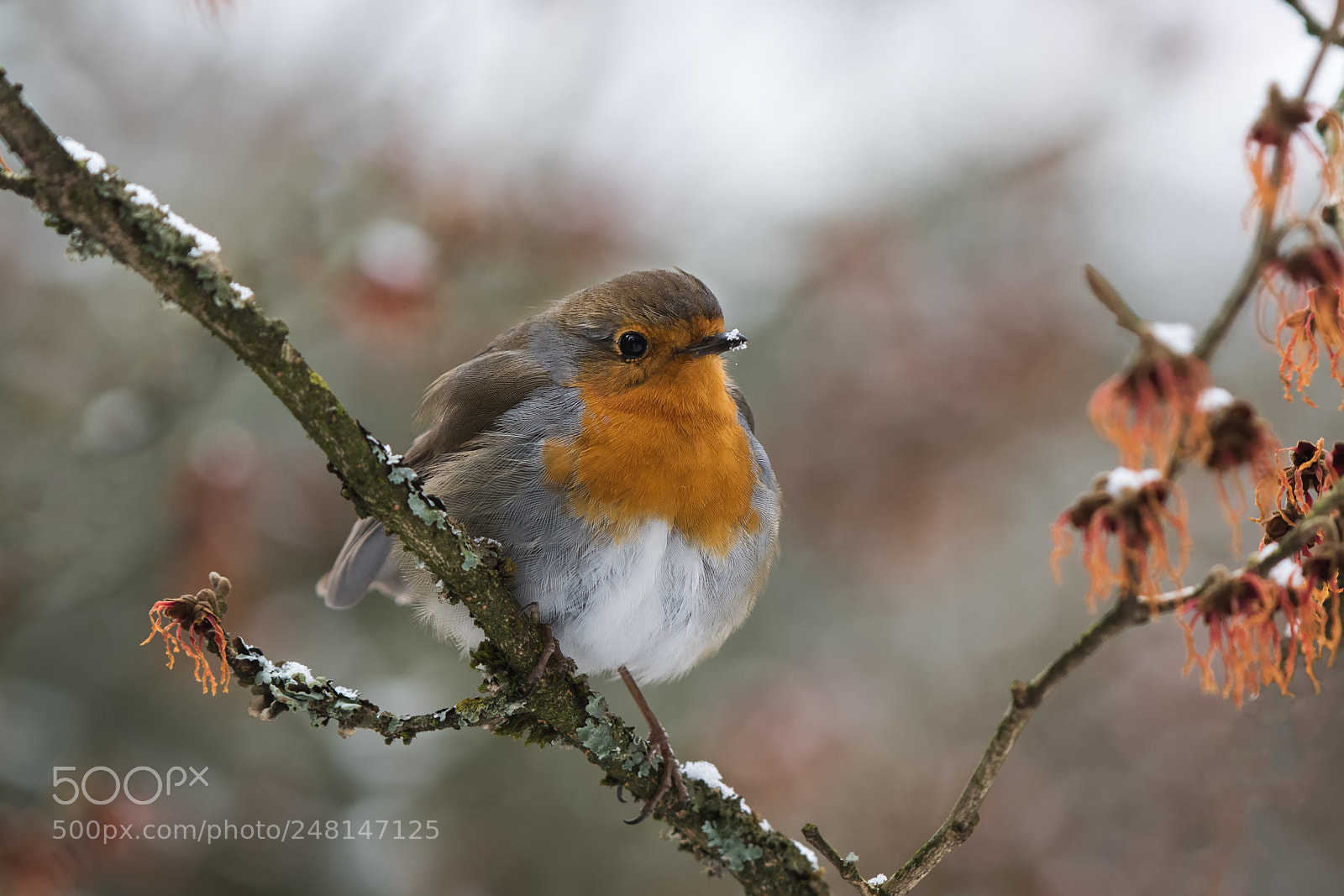 Nikon D500 sample photo. Robin in the winter... photography
