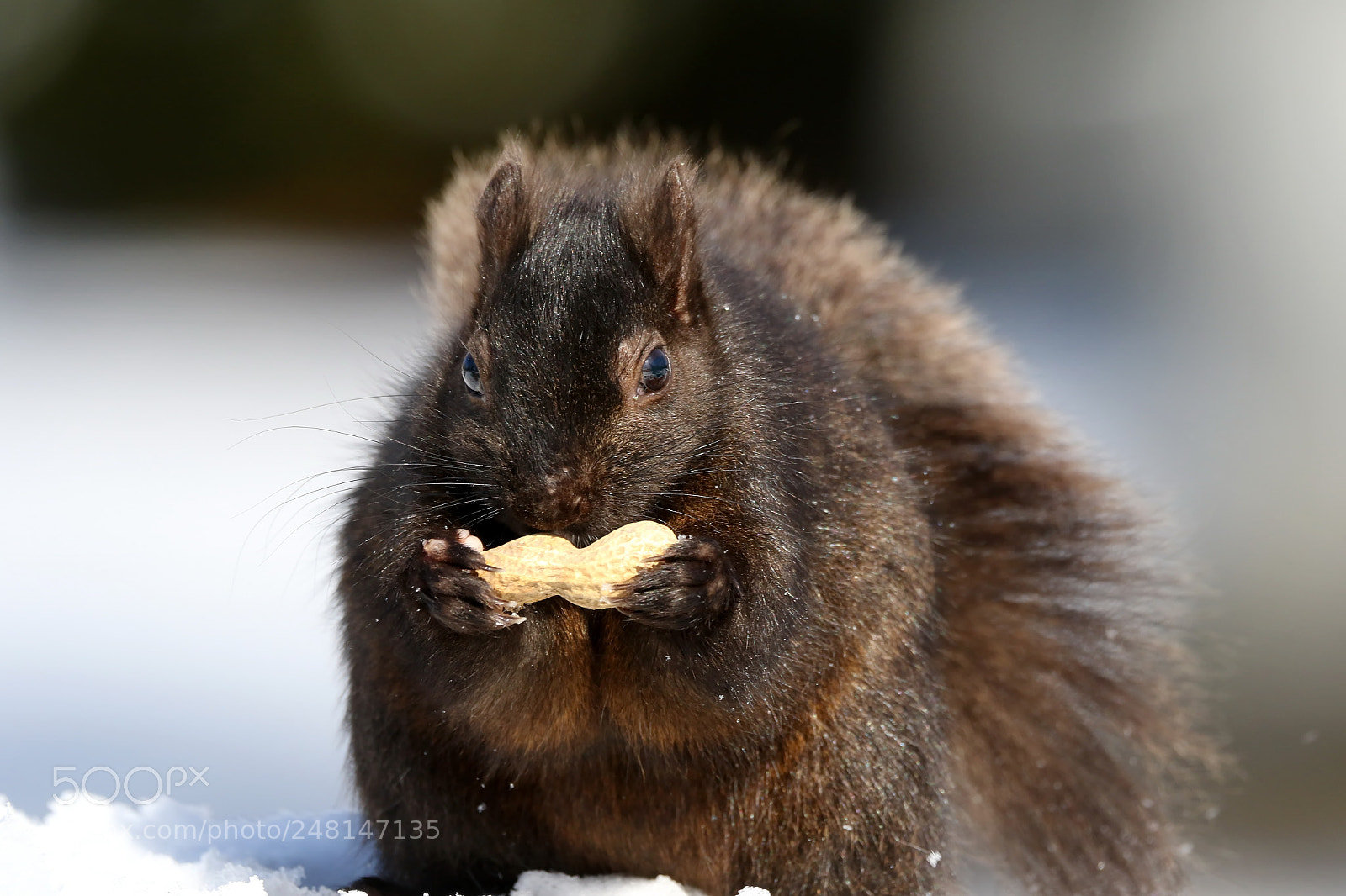 Canon EOS 7D Mark II sample photo. The perfect peanut photography