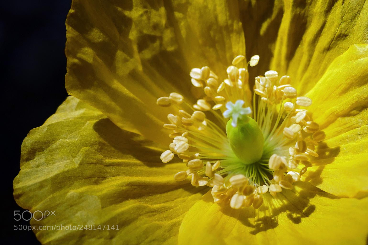 Panasonic Lumix DMC-FZ1000 sample photo. Cistus ladanifer photography