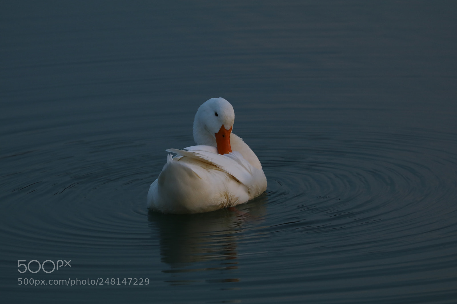 Canon EOS 80D sample photo. "white duck" photography