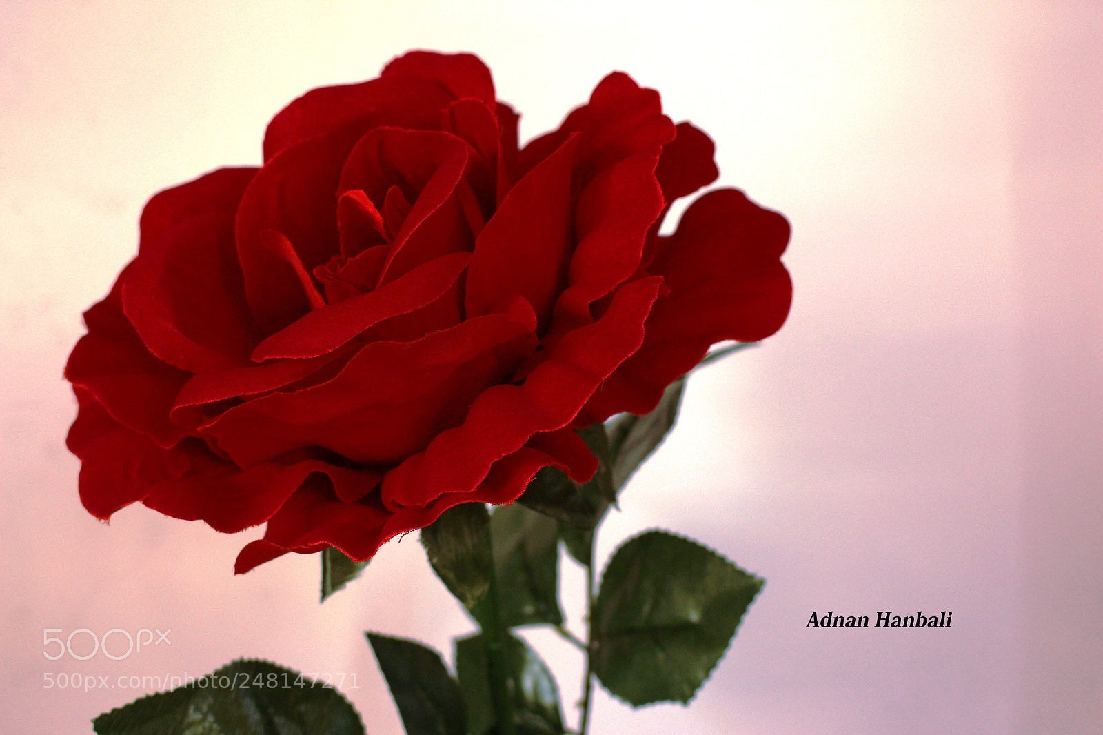 Canon EOS 700D (EOS Rebel T5i / EOS Kiss X7i) sample photo. Head red rose photography