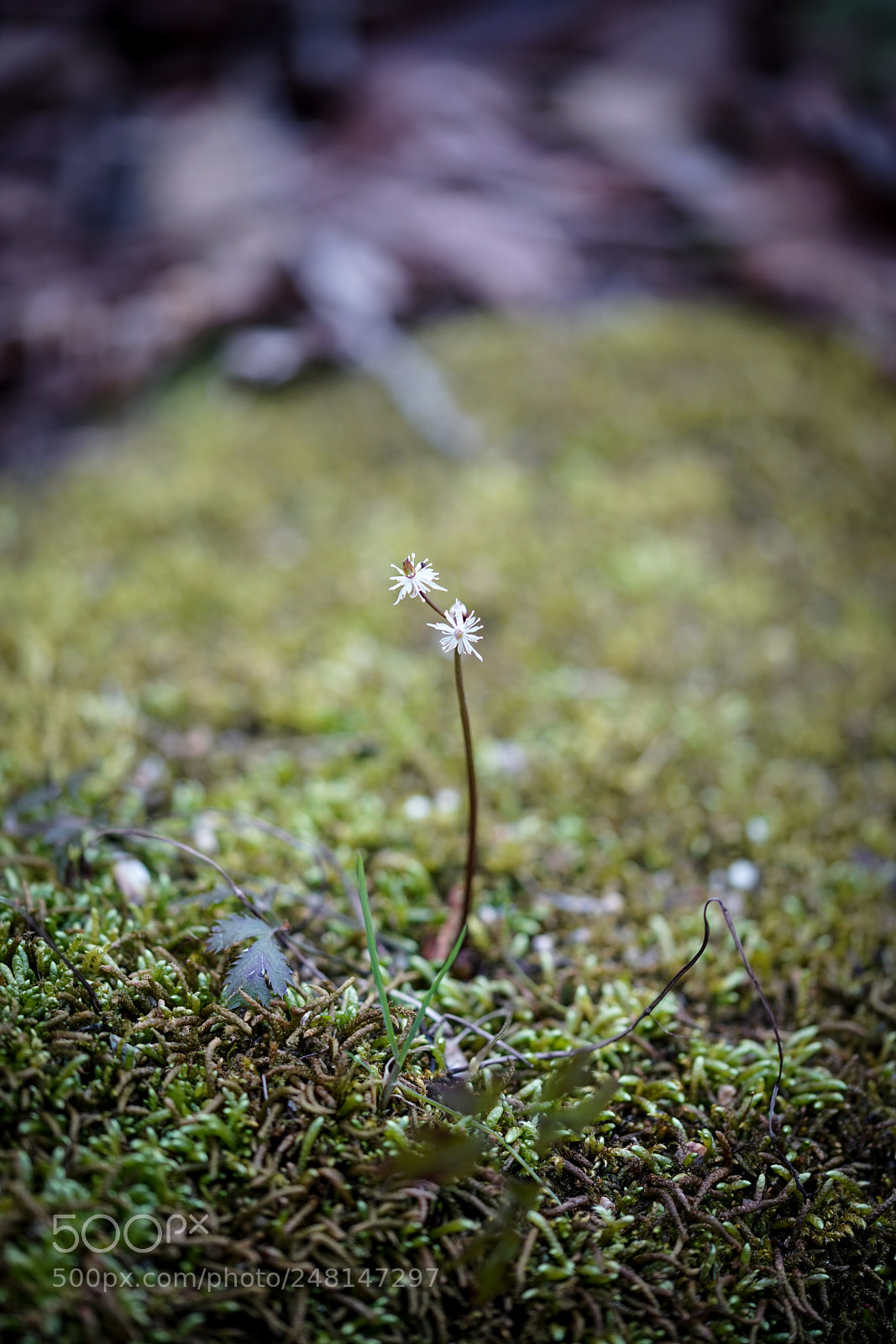 Sony a7R III sample photo. Standing tall photography