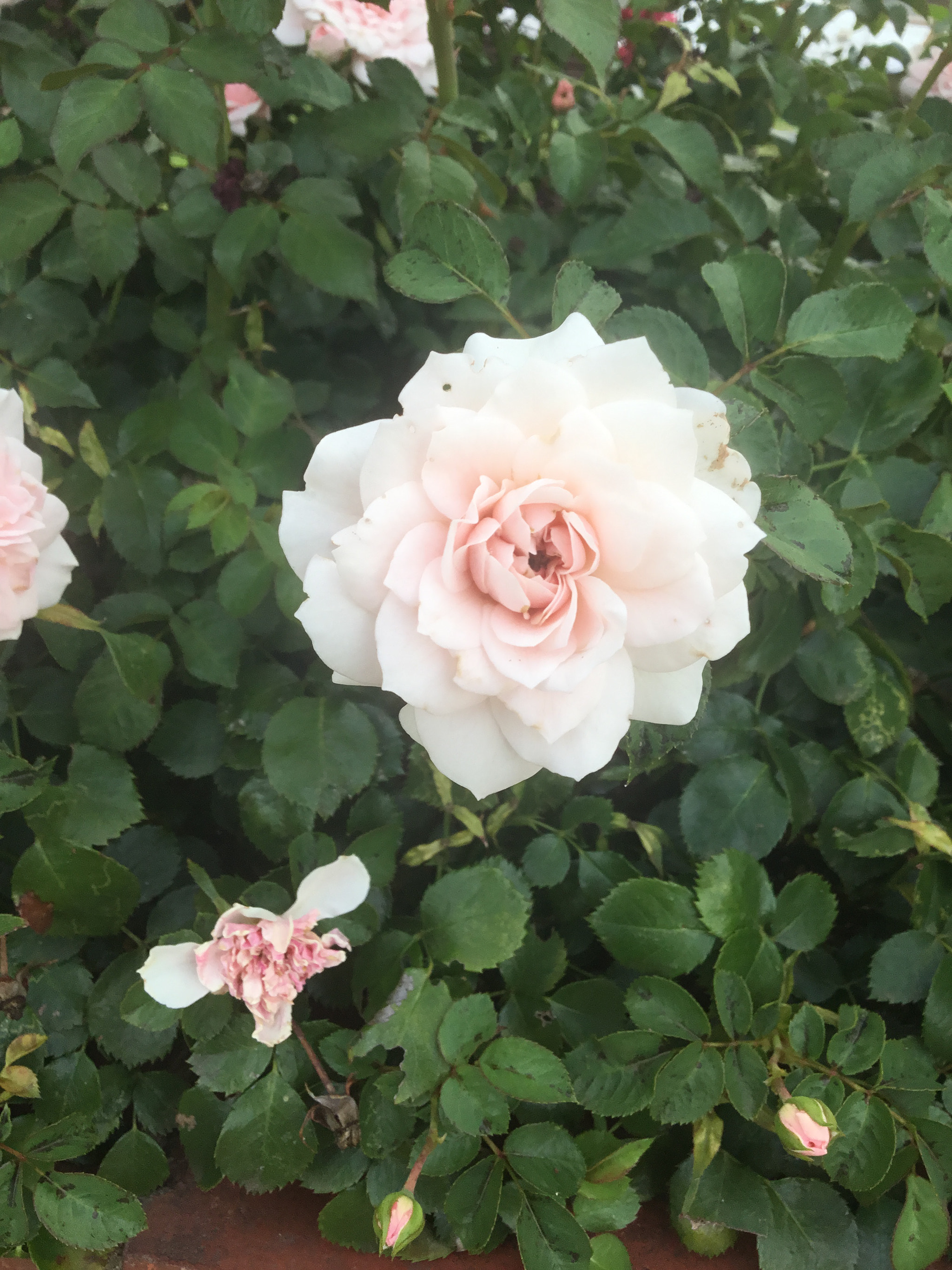 Apple iPad (5th generation) sample photo