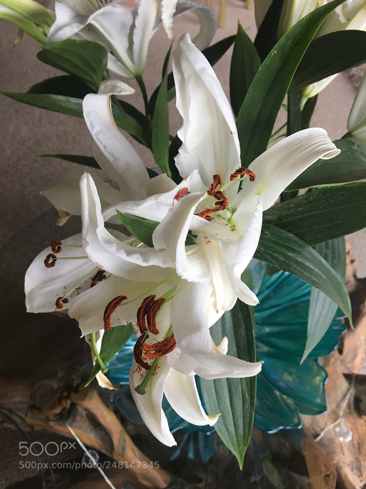 Apple iPhone 6s sample photo. Lilly photography