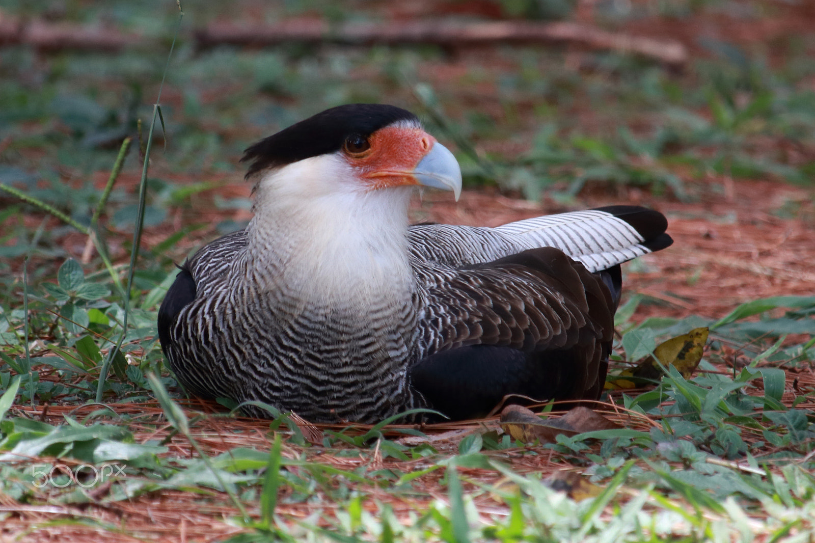Canon EF-S 55-250mm F4-5.6 IS STM sample photo. A short break photography