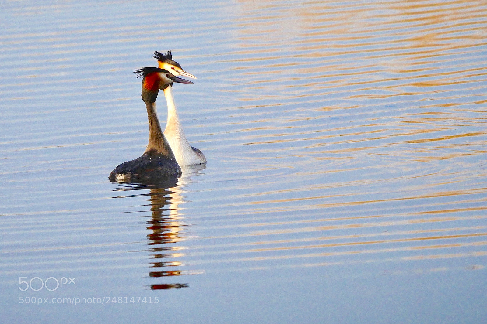 Panasonic Lumix DMC-GX8 sample photo. Grebe’s togheter. photography