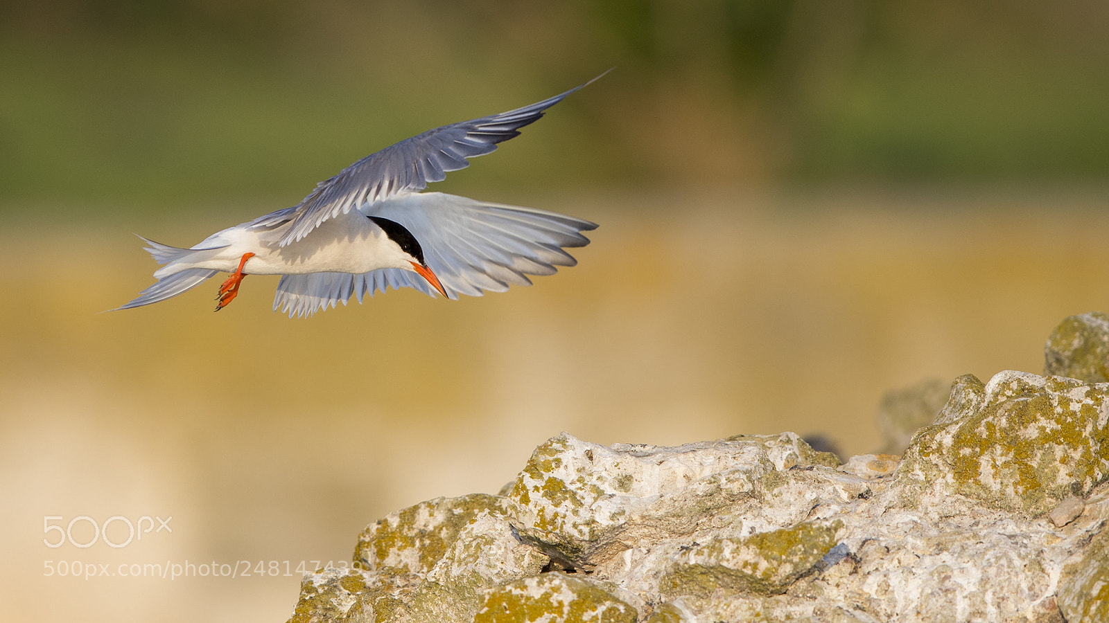 Canon EOS-1D X Mark II sample photo. Common tern photography