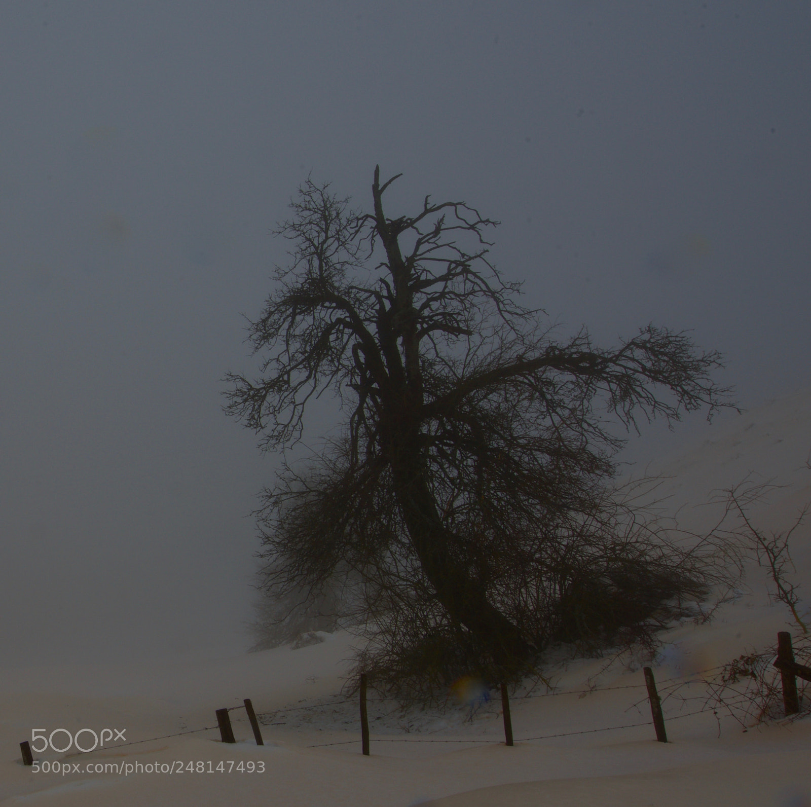 Nikon D800 sample photo. Albero viamaggio neve rosa photography