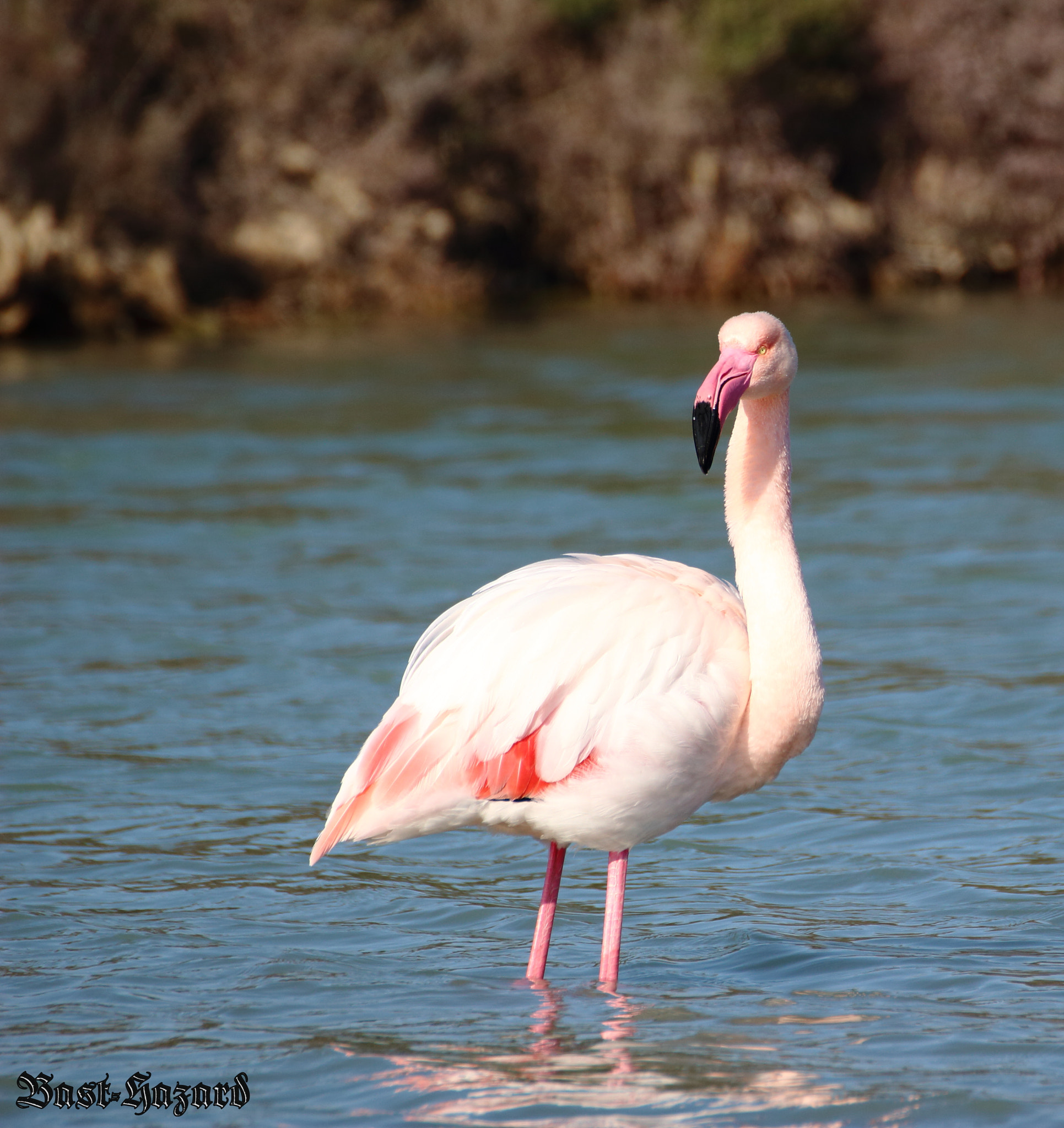 Canon EOS 100D (EOS Rebel SL1 / EOS Kiss X7) sample photo. Flamant rose (phoenicopterus roseus greater flamingo) photography