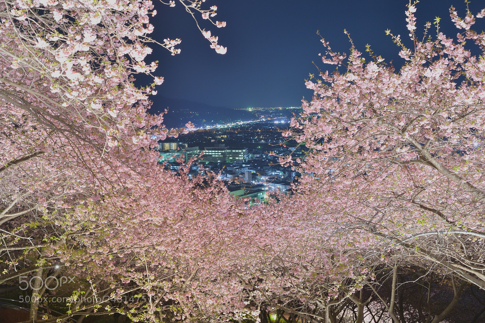 Nikon Df sample photo. Kawazu sakura photography