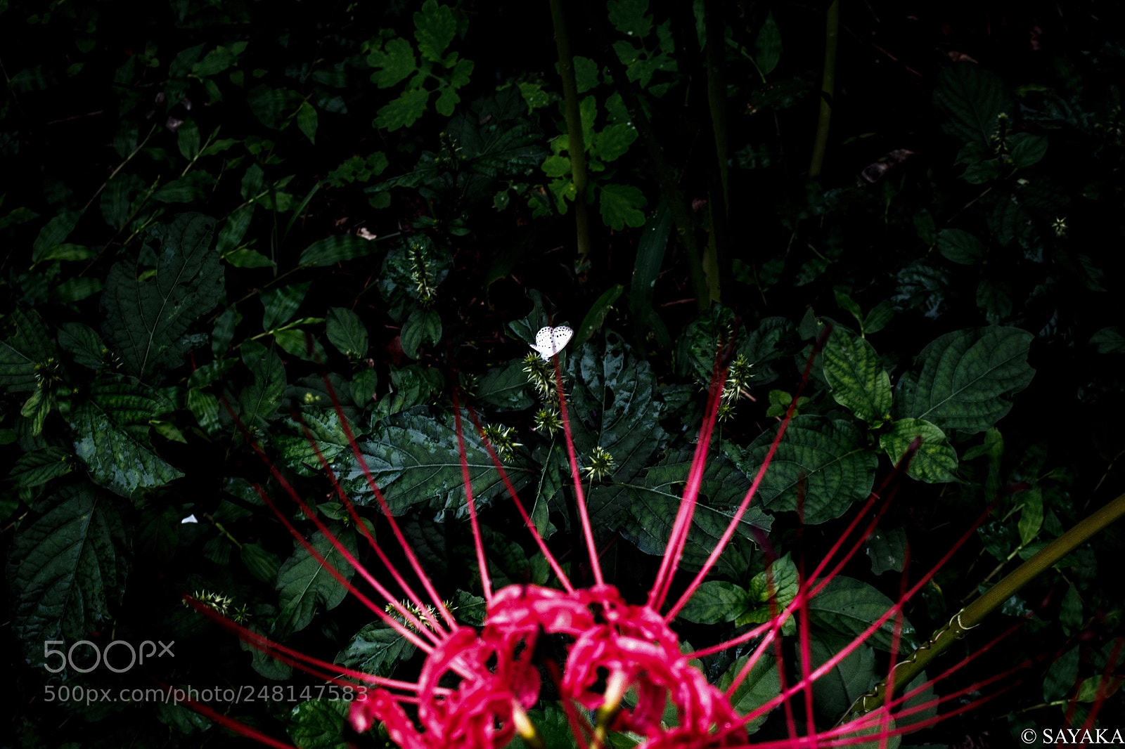 Canon EOS 700D (EOS Rebel T5i / EOS Kiss X7i) sample photo. A prisoner of love photography