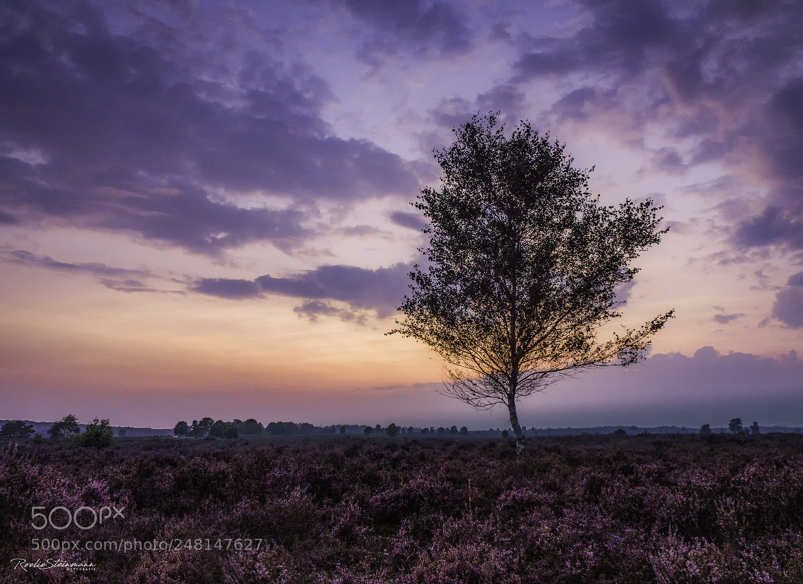 Olympus OM-D E-M10 sample photo. Purple heather photography