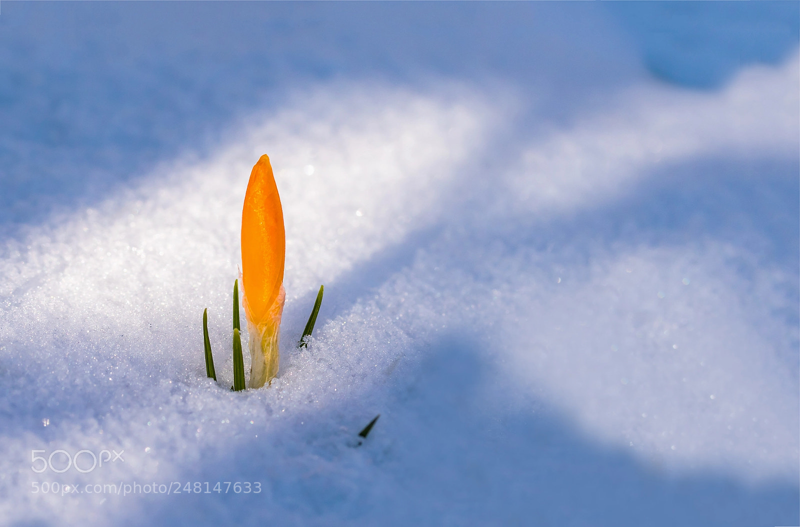 Canon EOS 750D (EOS Rebel T6i / EOS Kiss X8i) sample photo. As the snow gives photography