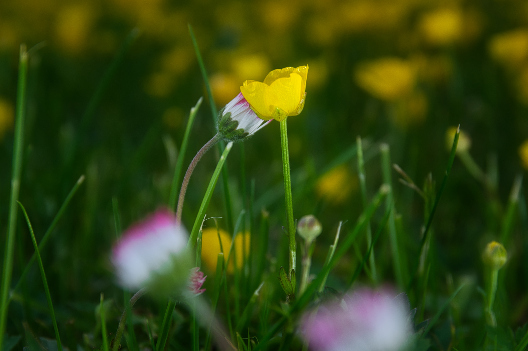 Sigma 17-70mm F2.8-4 DC Macro OS HSM | C sample photo. It started with a kiss! photography