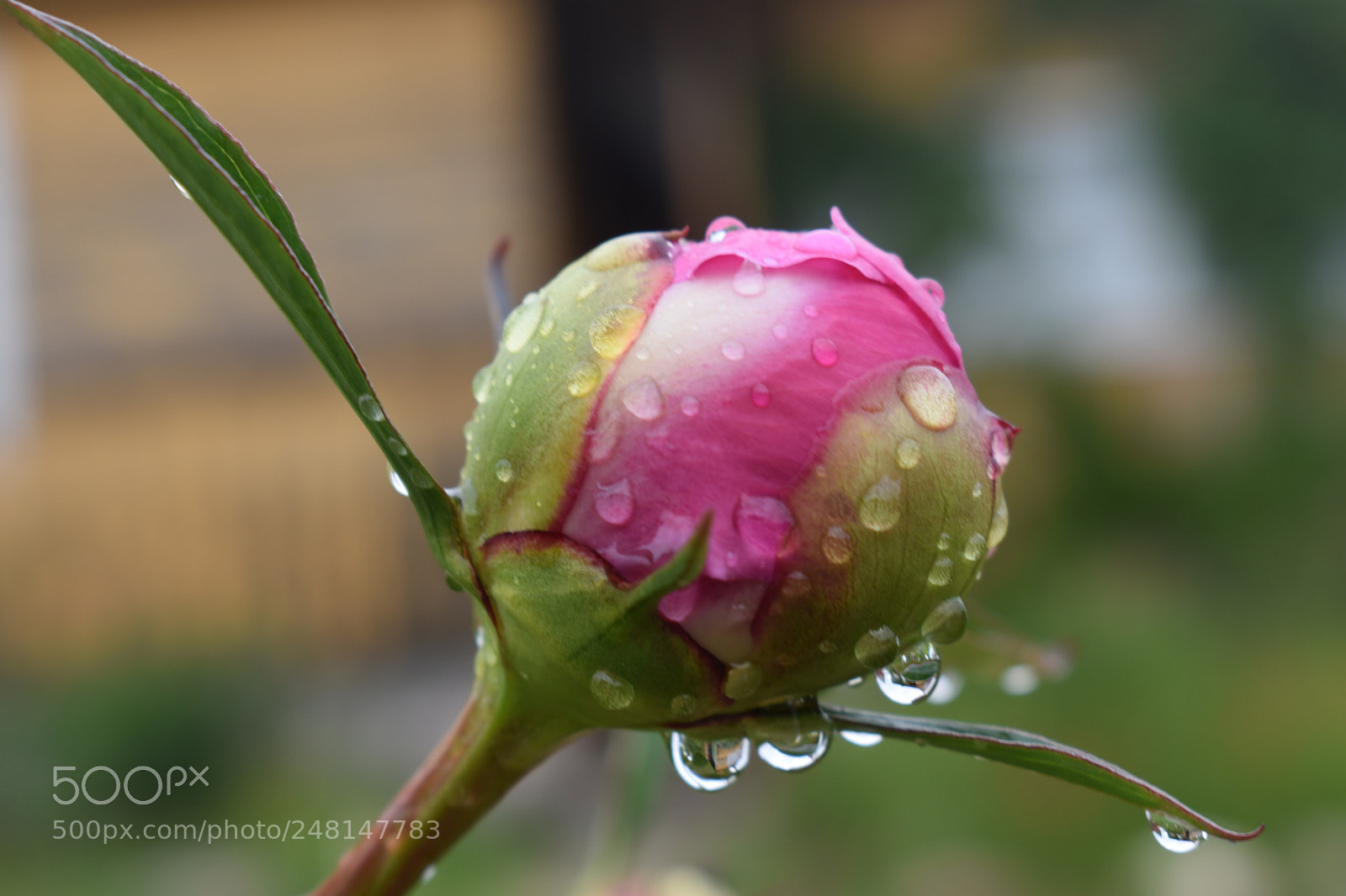 Nikon D3400 sample photo. Untitled photography