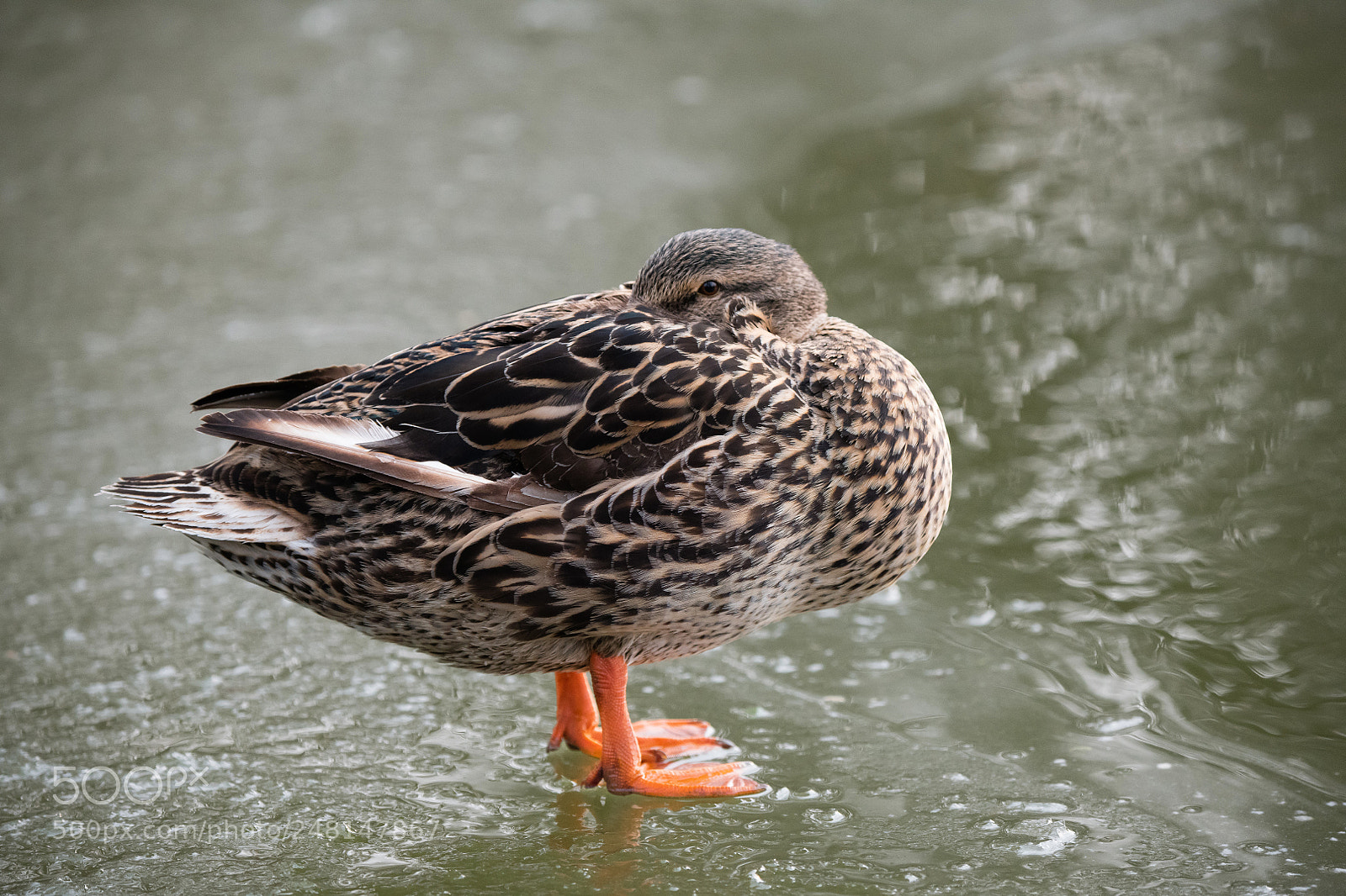 Nikon D850 sample photo. Cold day photography