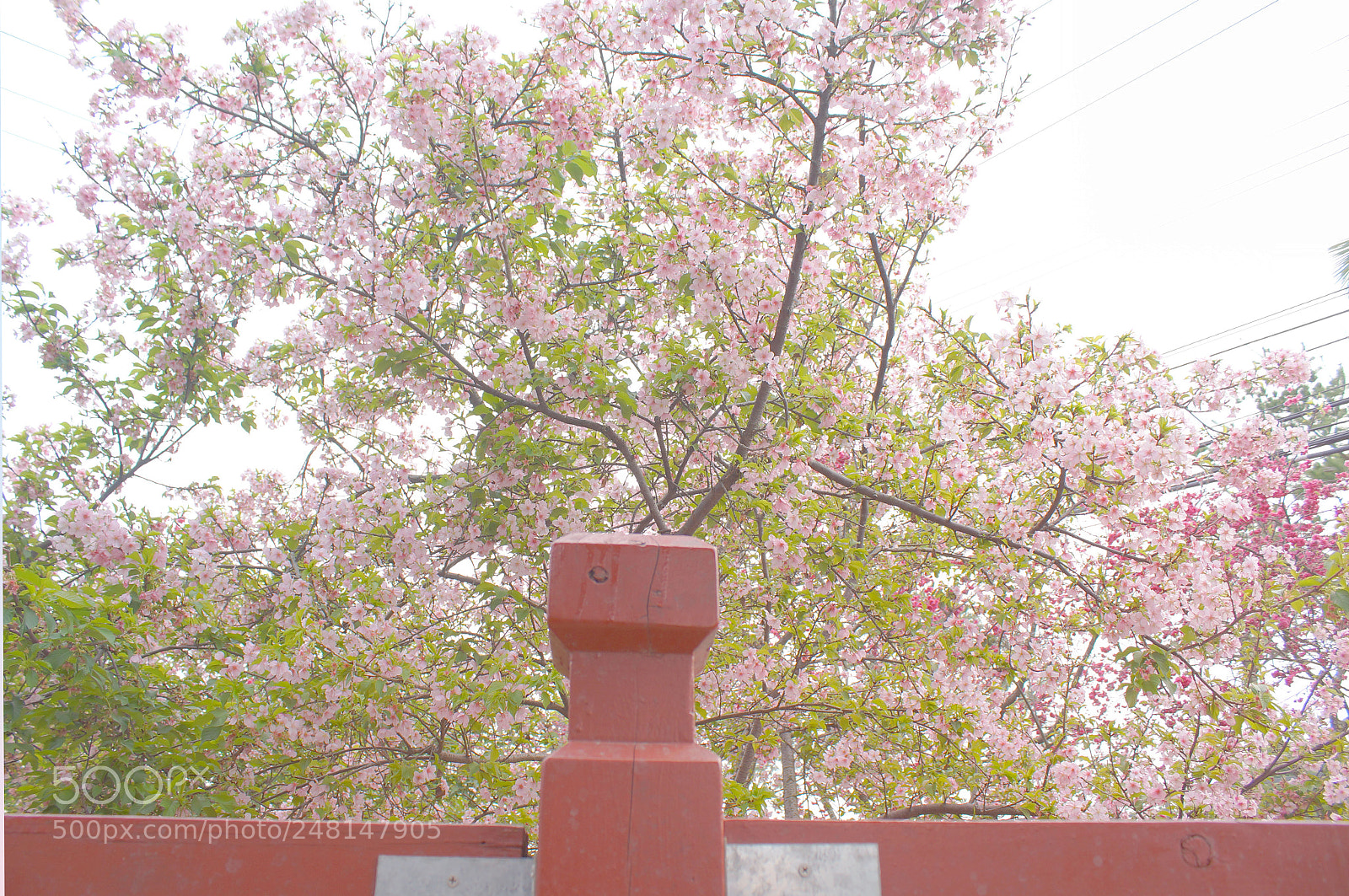 Sony Alpha NEX-3N sample photo. Dsc05939-1.jpg photography