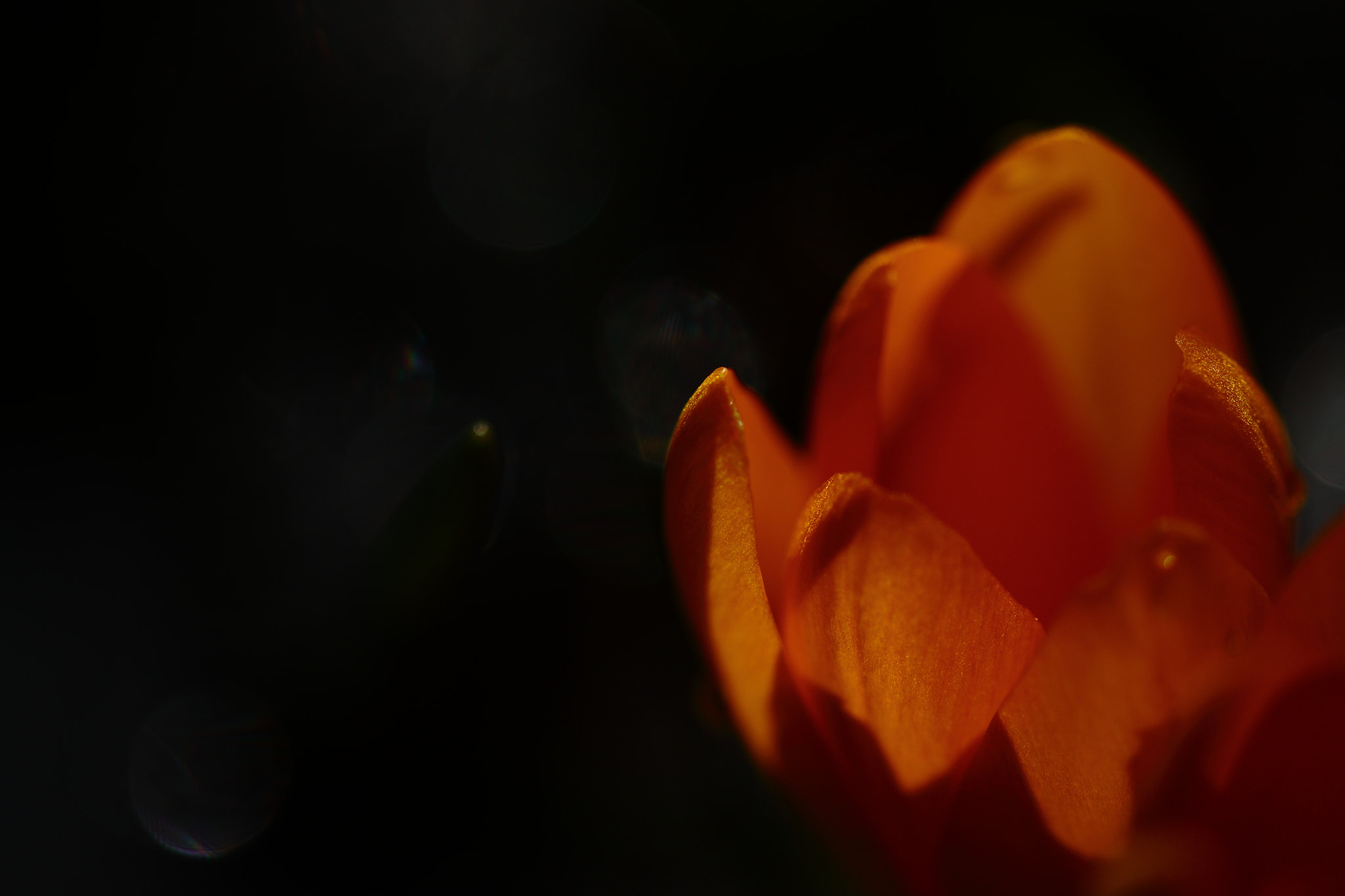 Sigma 105mm F2.8 EX DG OS HSM sample photo. A photography