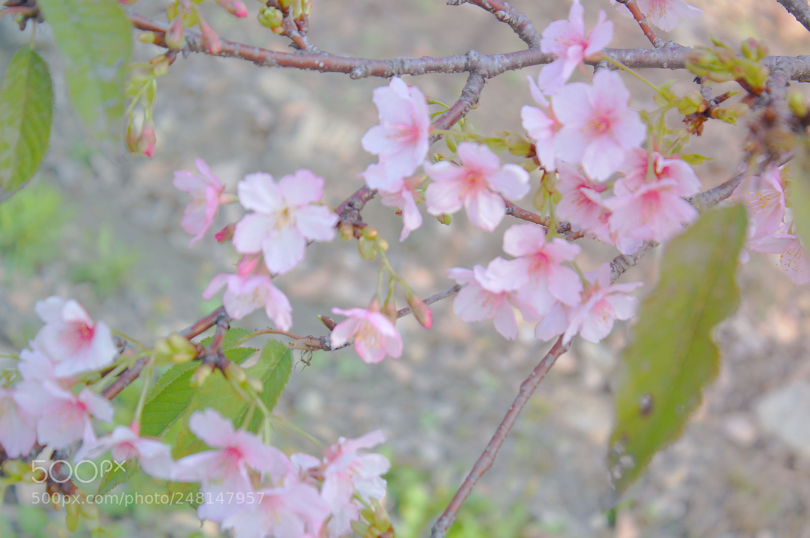 Sony Alpha NEX-3N sample photo. Dsc05918-1.jpg photography