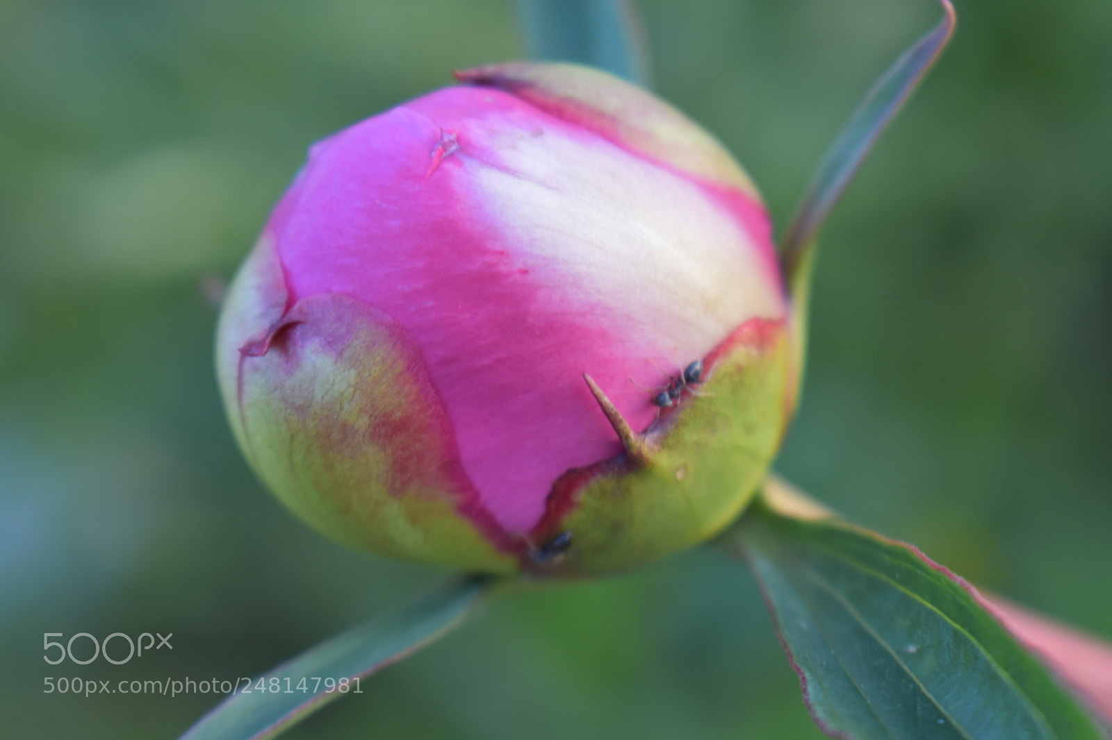 Nikon D3400 sample photo. Untitled photography