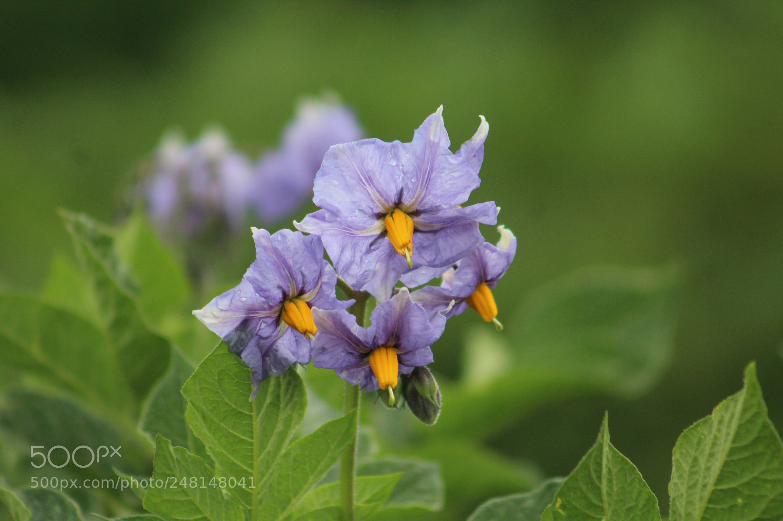 Canon EF 75-300mm f/4-5.6 sample photo. La flor de papa photography
