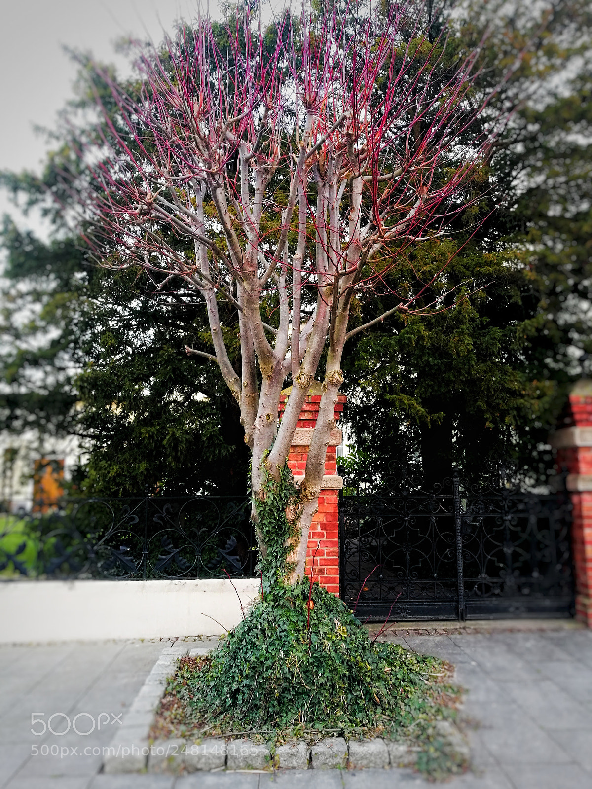 HUAWEI P9 sample photo. Untitled photography