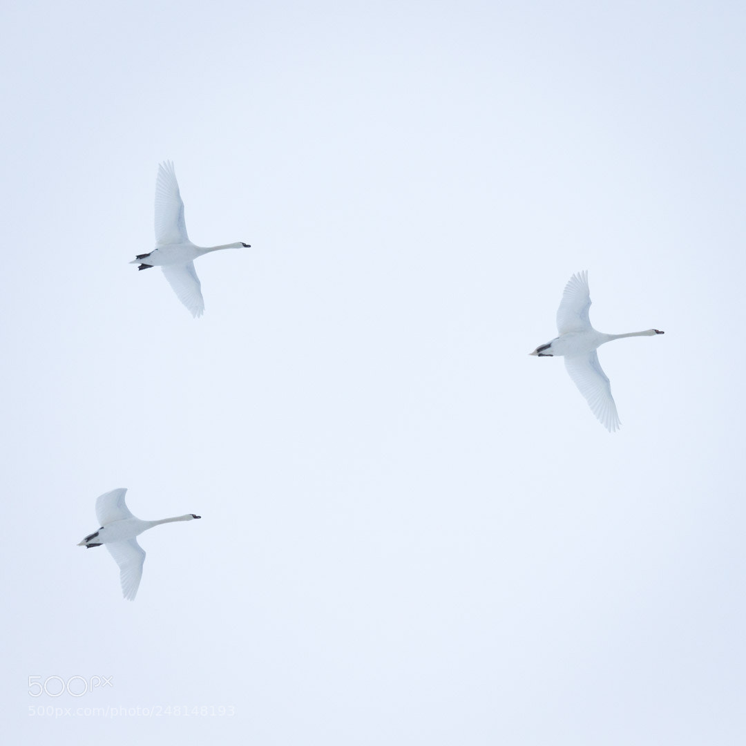 Canon EOS 700D (EOS Rebel T5i / EOS Kiss X7i) sample photo. Three swans photography