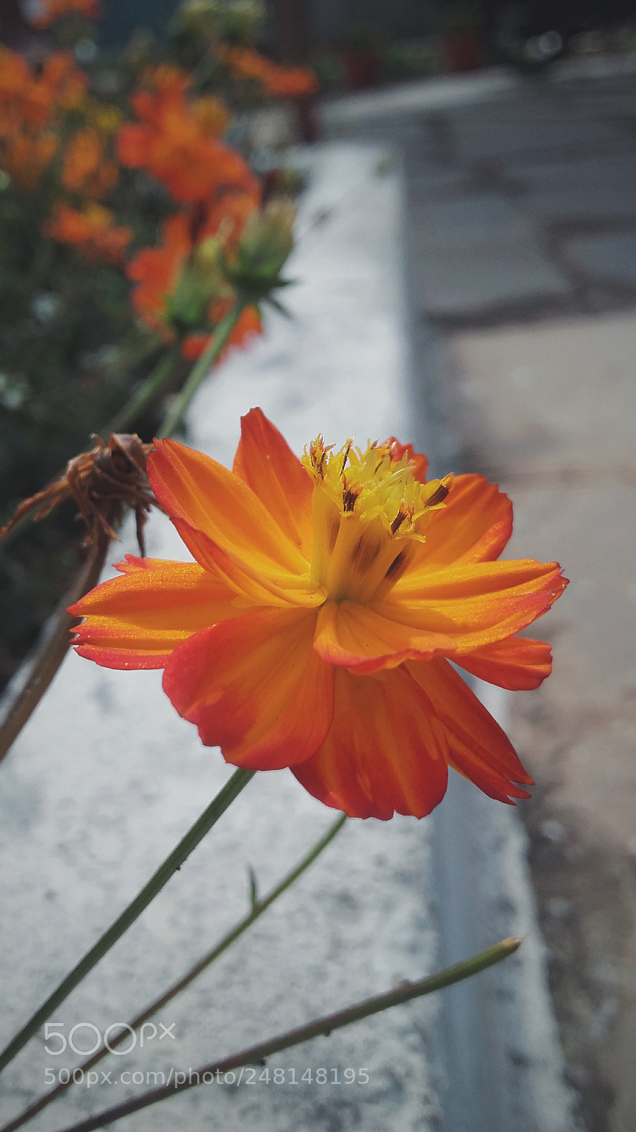 Samsung Galaxy Grand Prime sample photo. Untitled photography