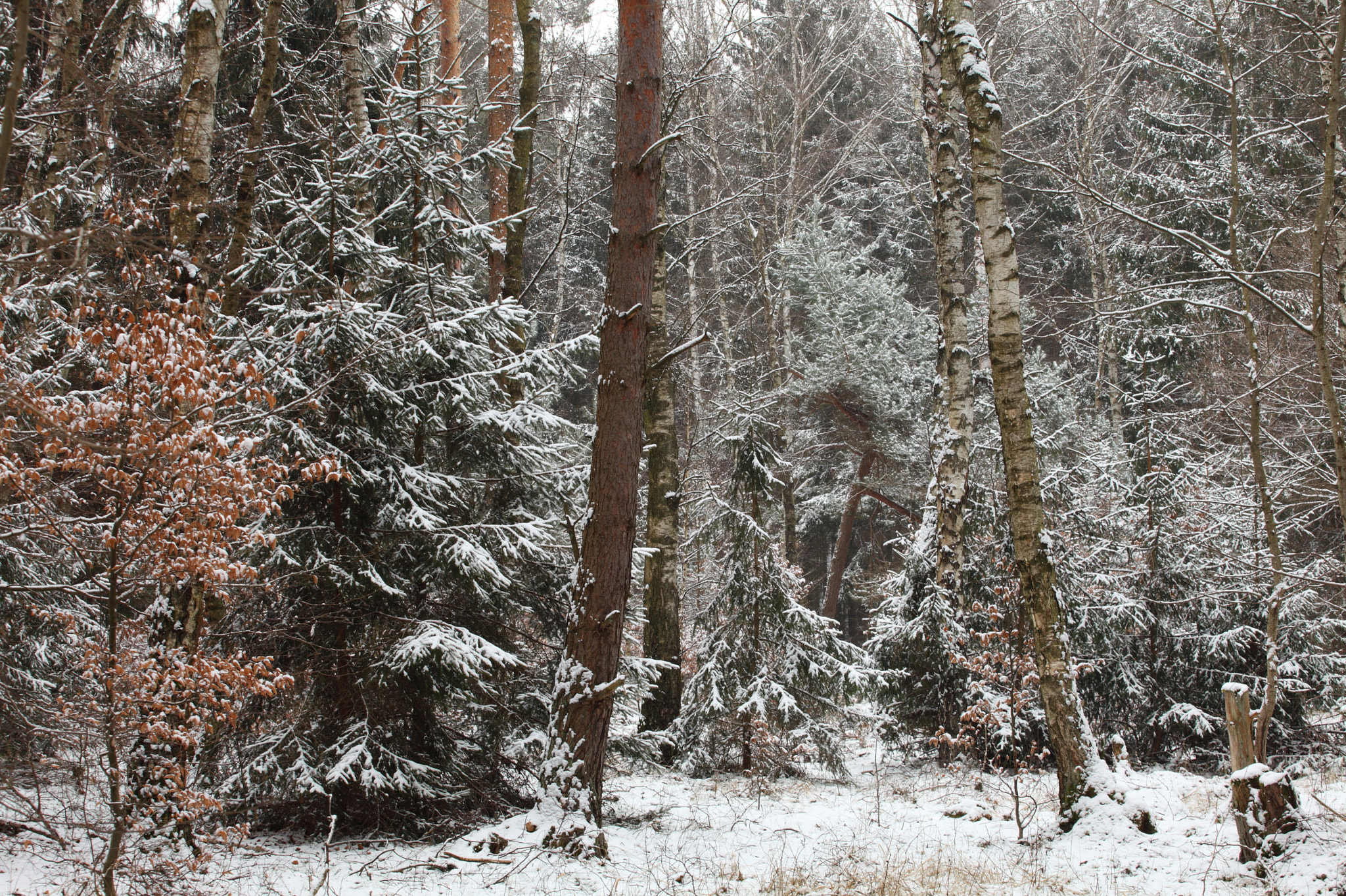 Canon EF 70-200mm F4L USM sample photo. The  mixed forest photography