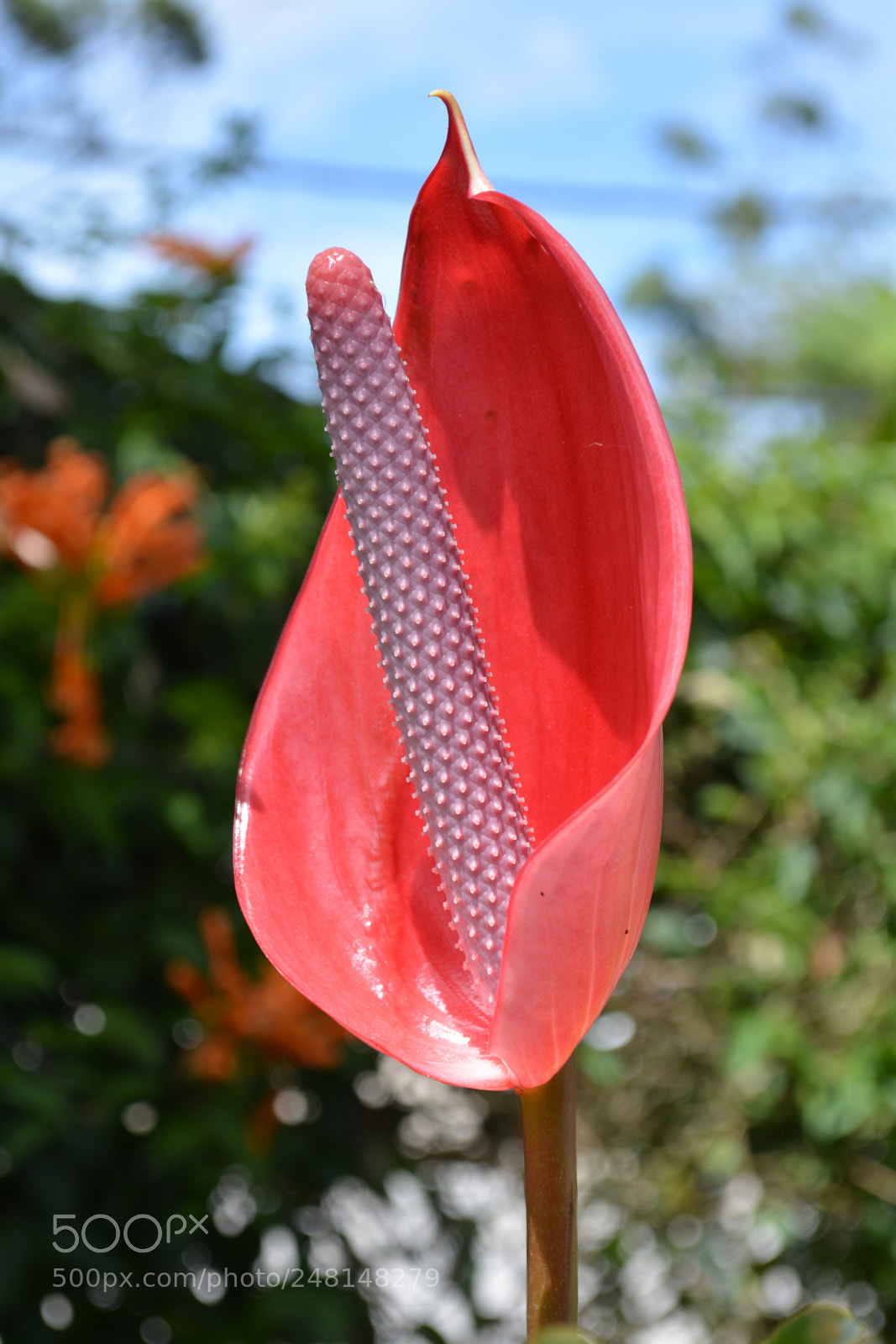 Nikon D5200 sample photo. Nature photography