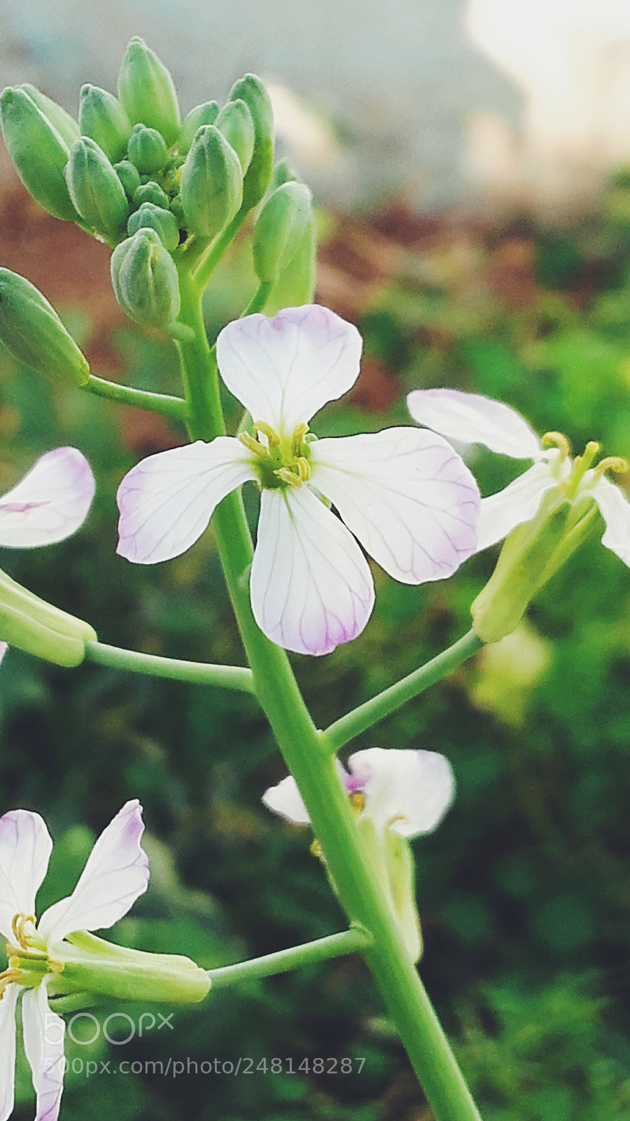 Samsung Galaxy Grand Prime sample photo. Untitled photography