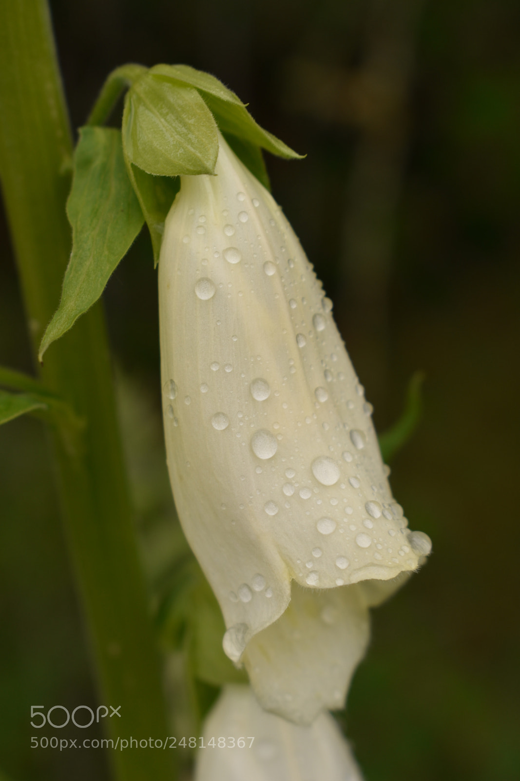 Nikon D3400 sample photo. Untitled photography