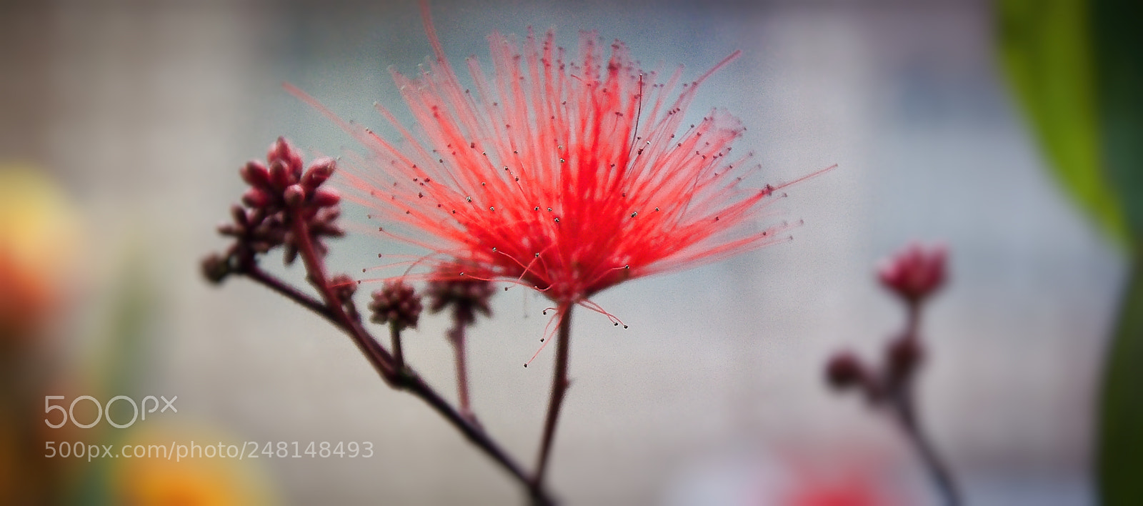Nikon D90 sample photo. Red wild flower photography