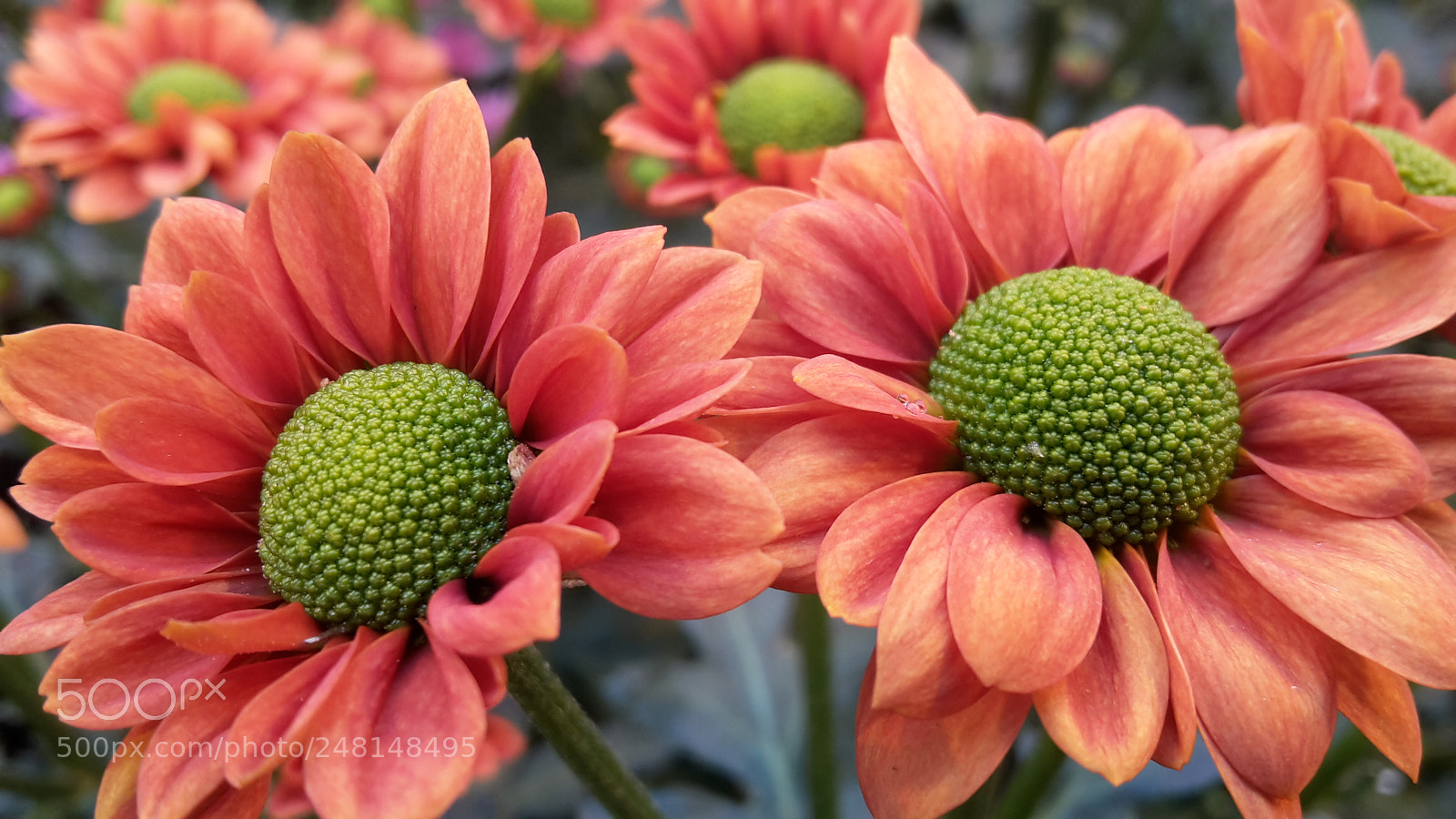 Samsung Galaxy S5 Mini sample photo. Orange photography