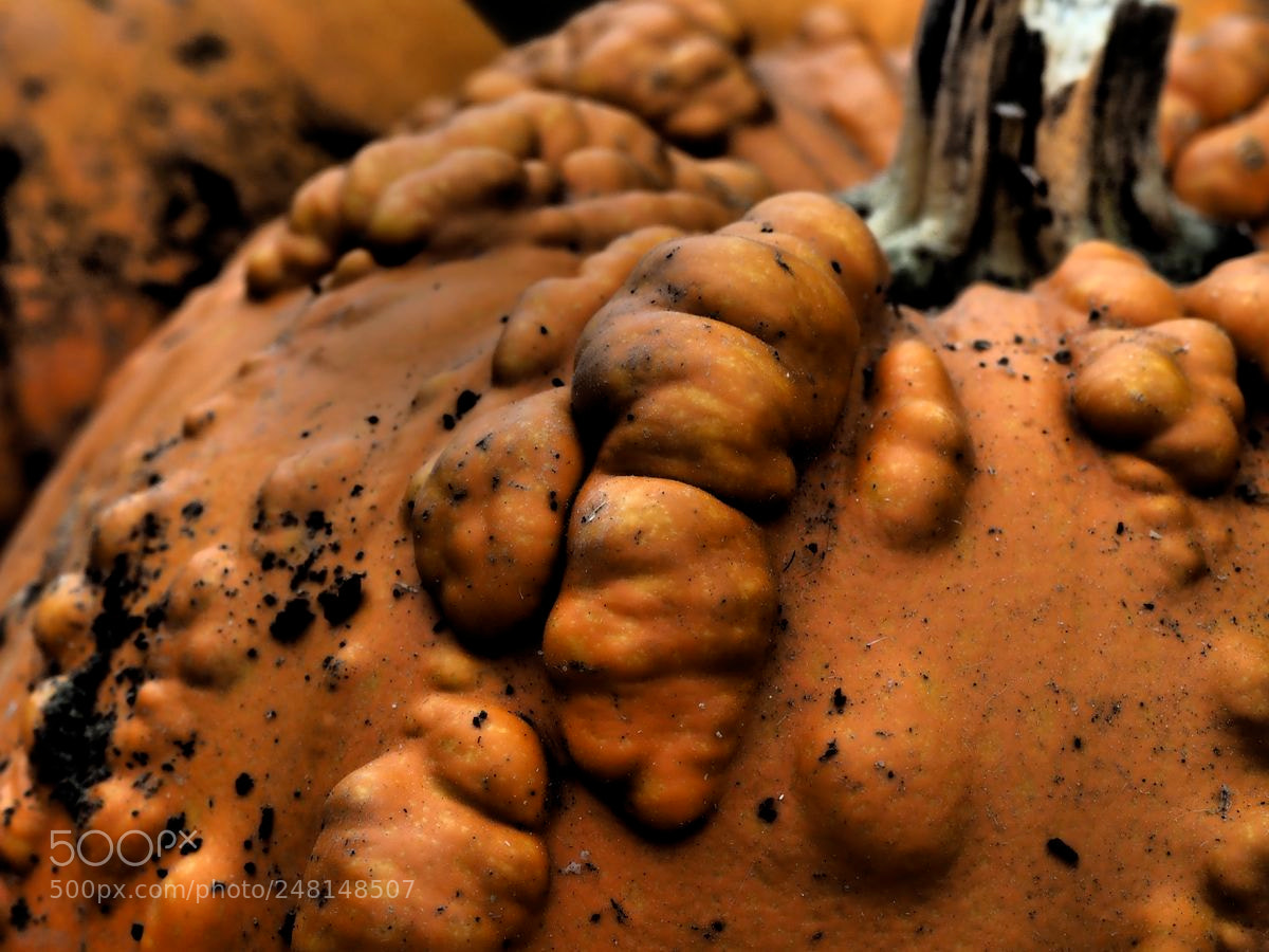 Olympus OM-D E-M5 II sample photo. Courge photography