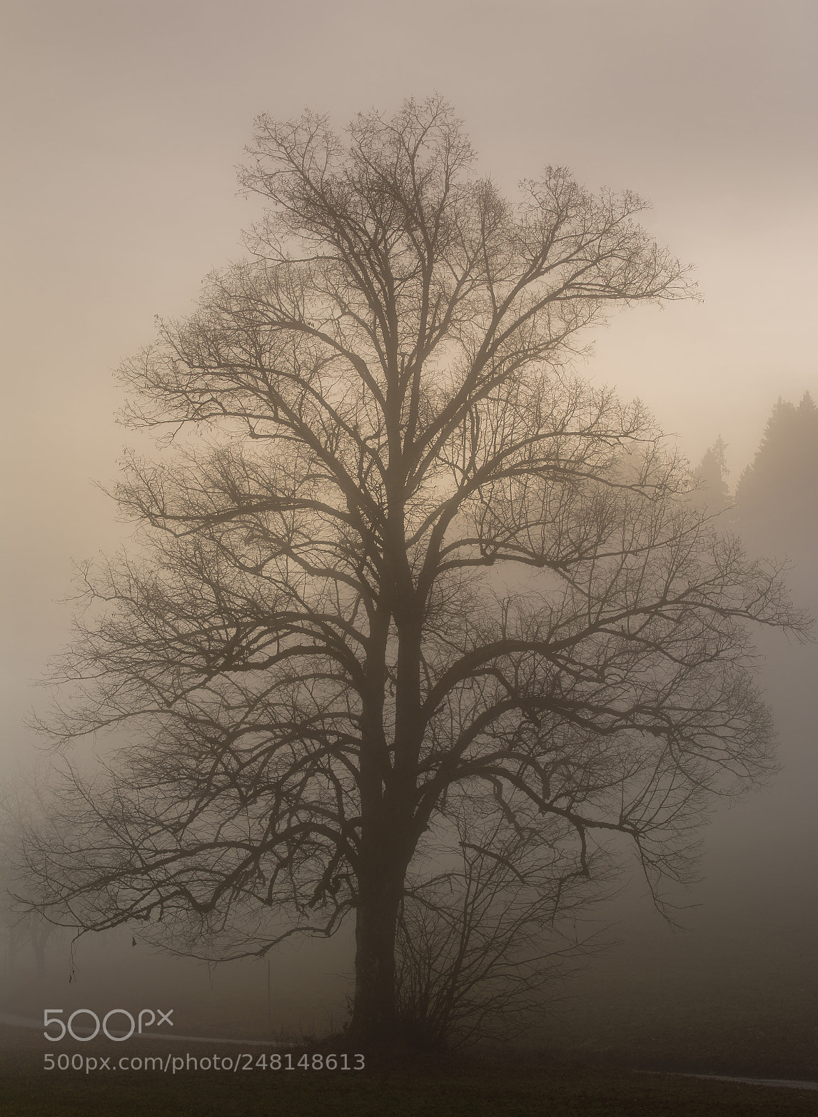 Nikon D5200 sample photo. Limetree in the fog photography