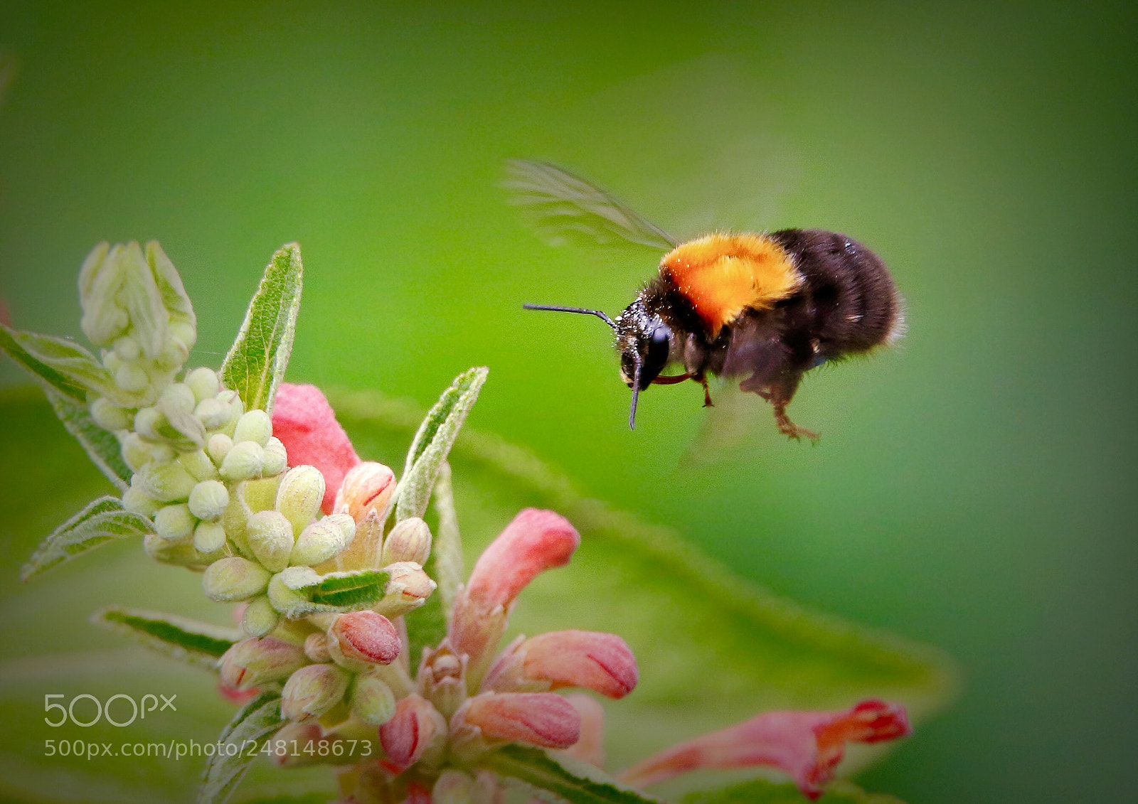 Canon EOS 7D Mark II sample photo. Untitled photography